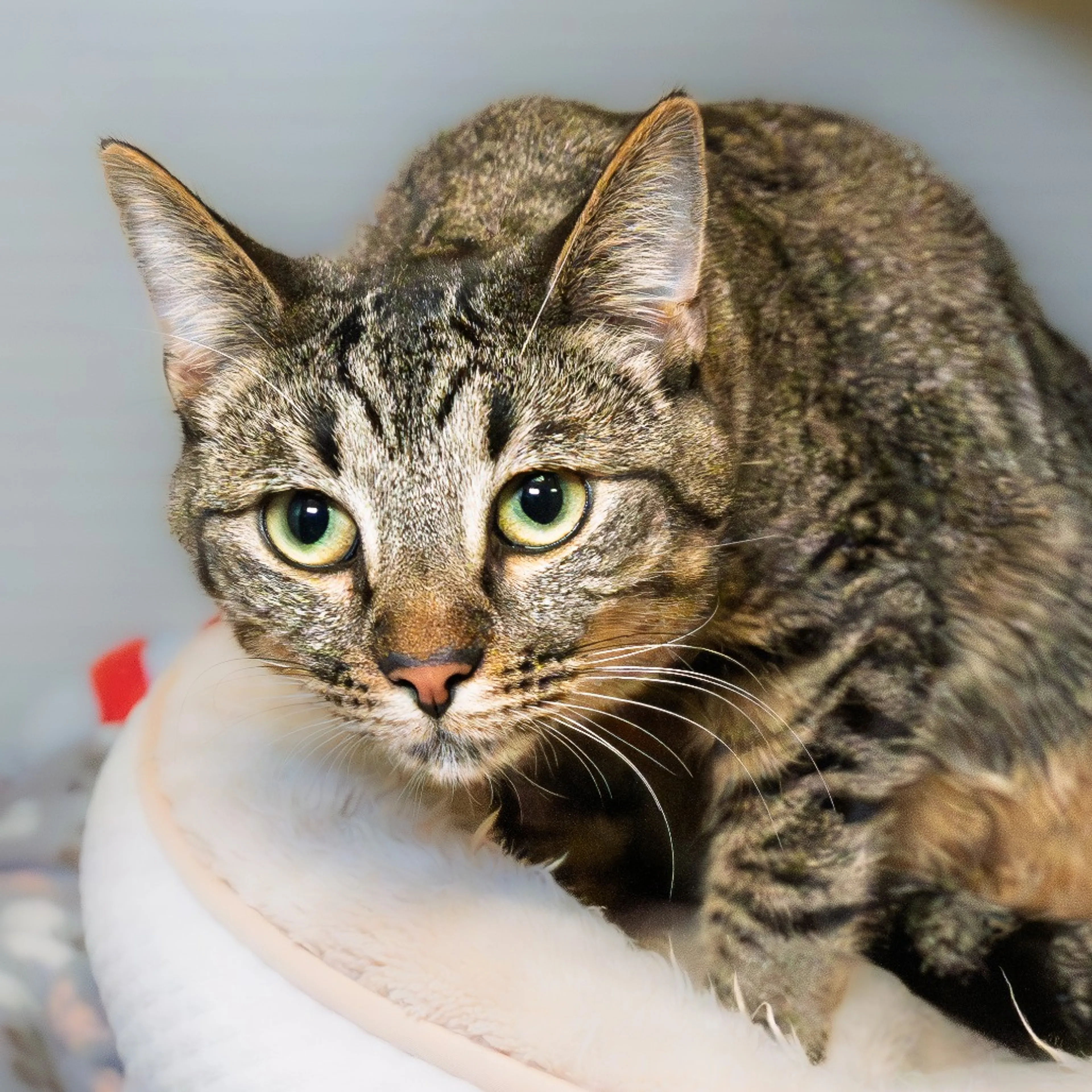 Found pet-2