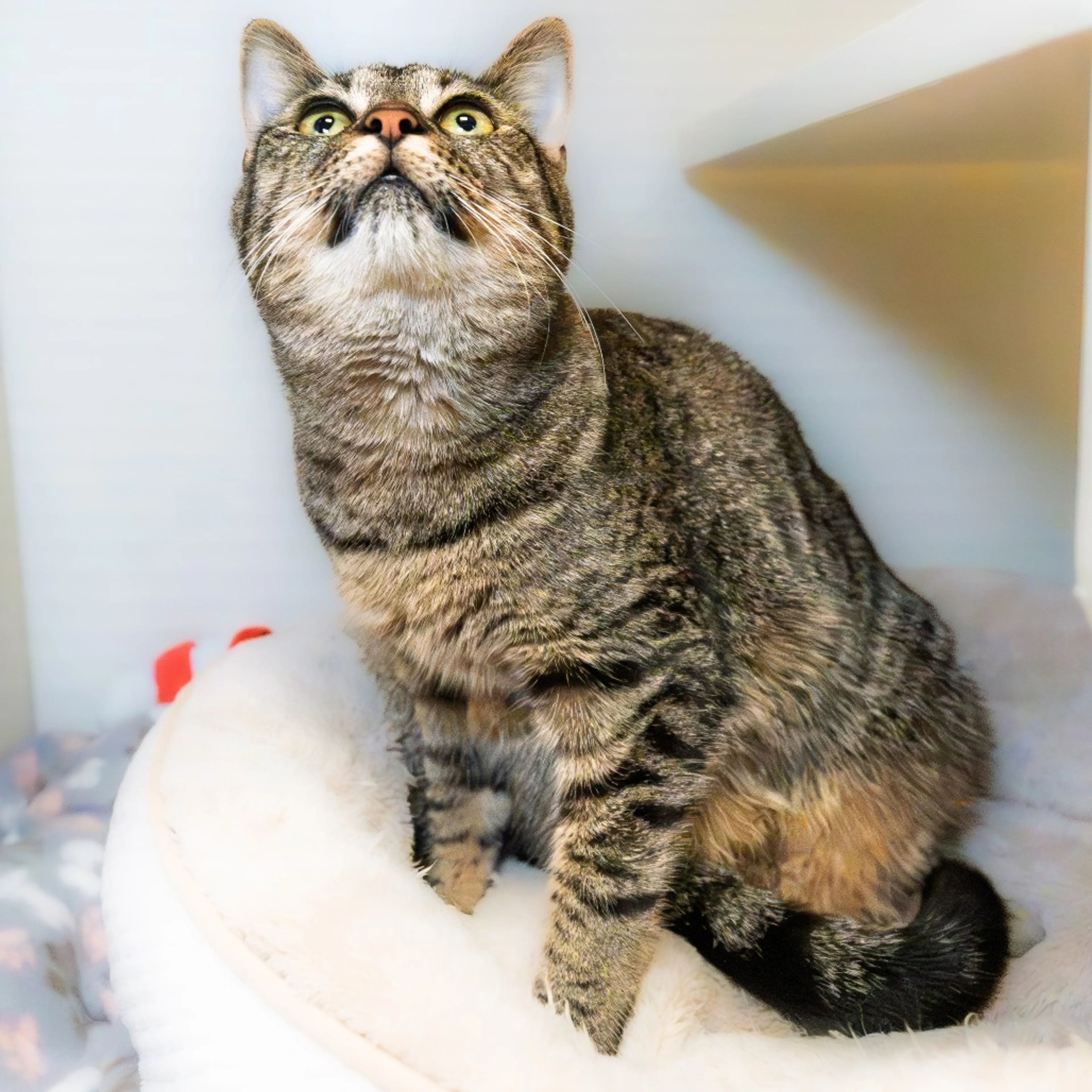 Found pet-3