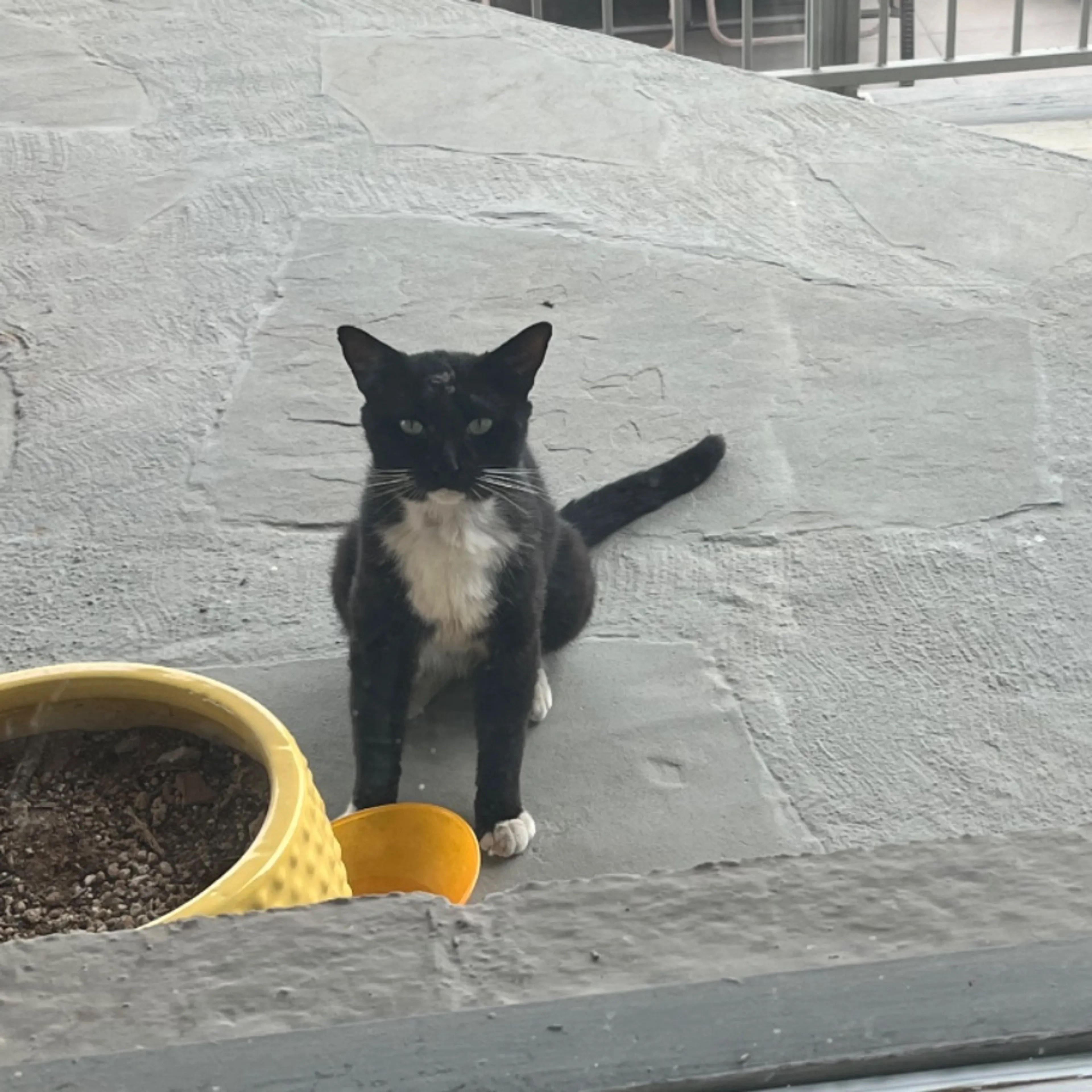 Found pet