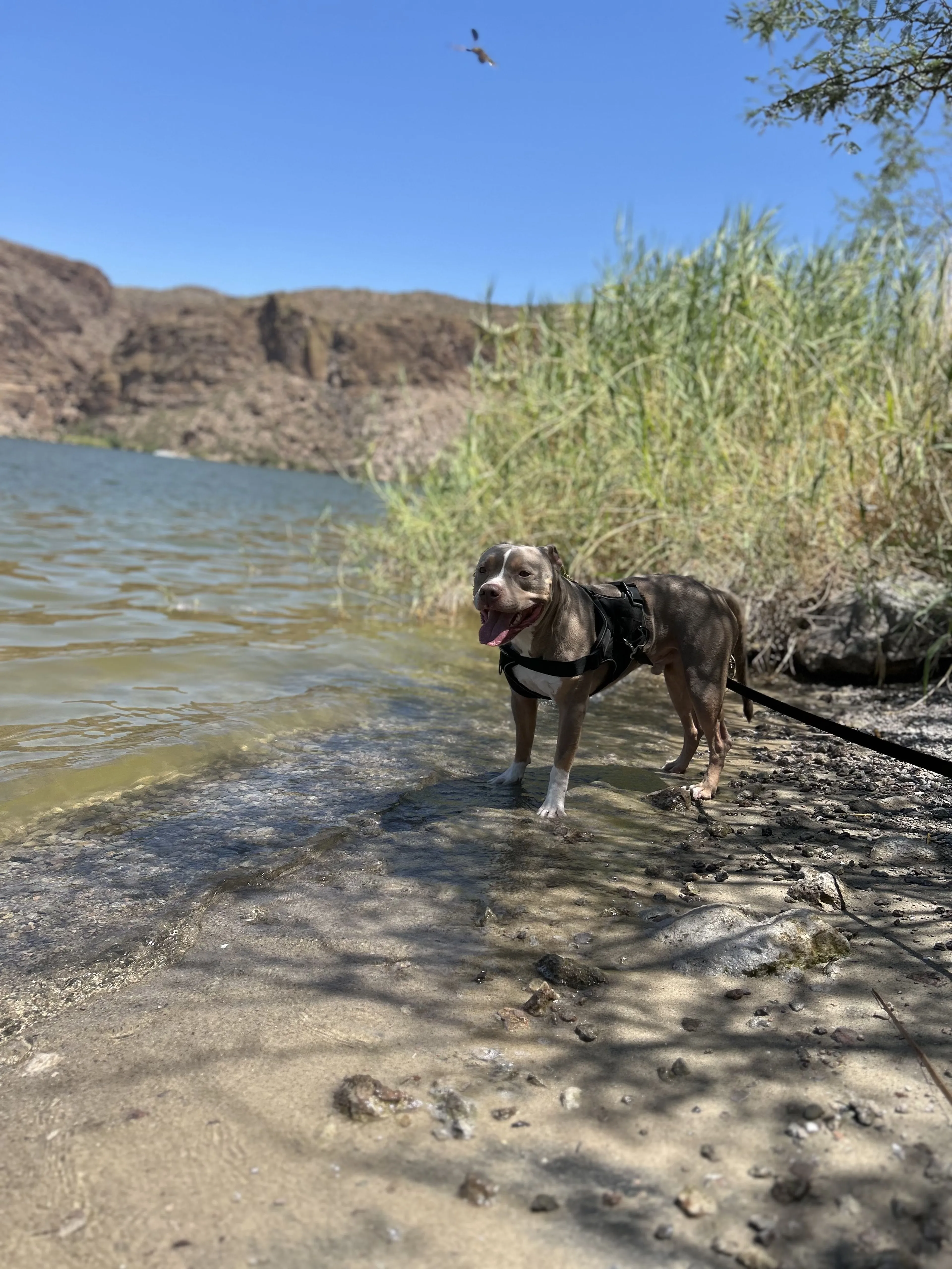 Lost pet-1