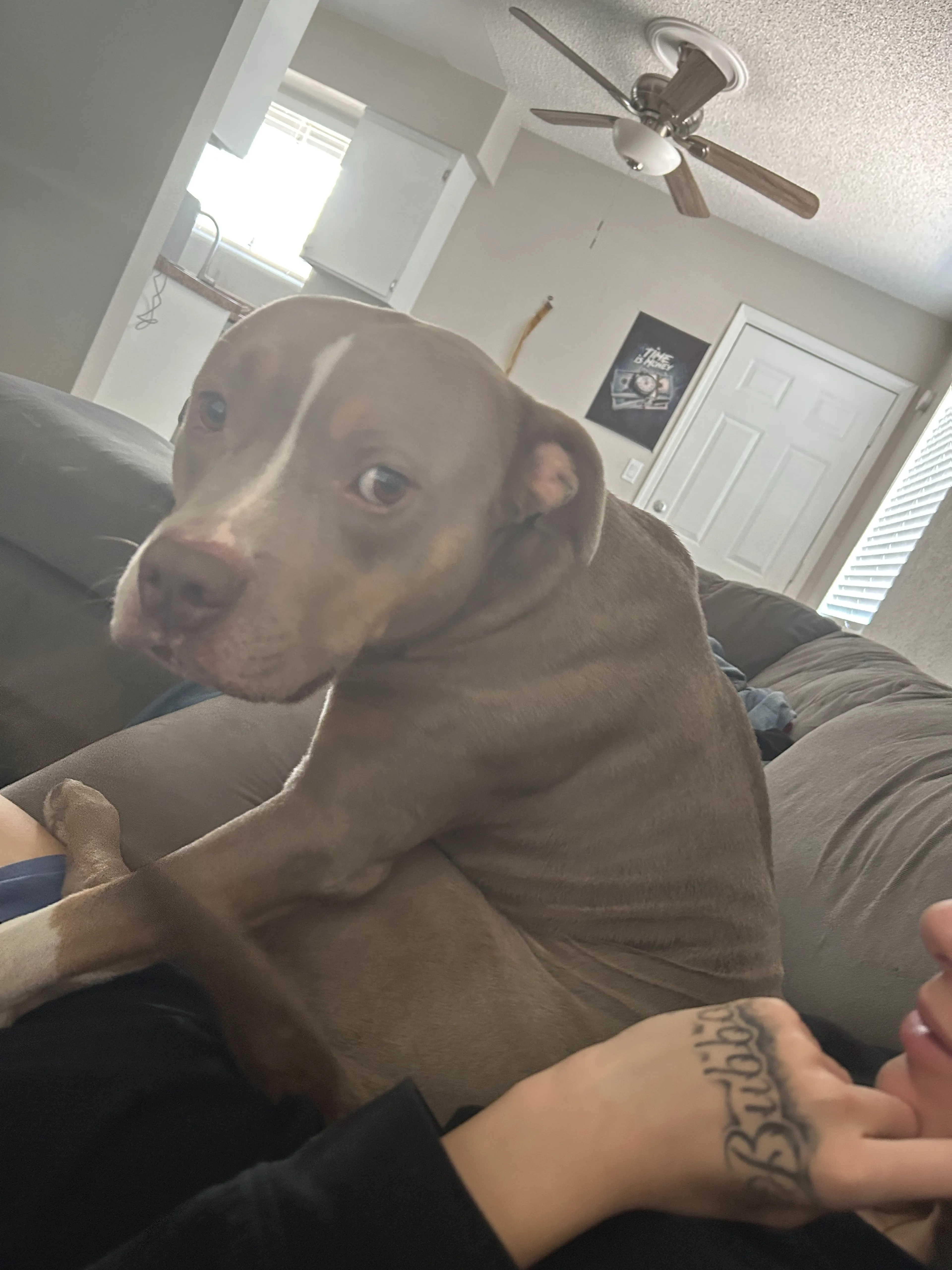 Lost pet-2