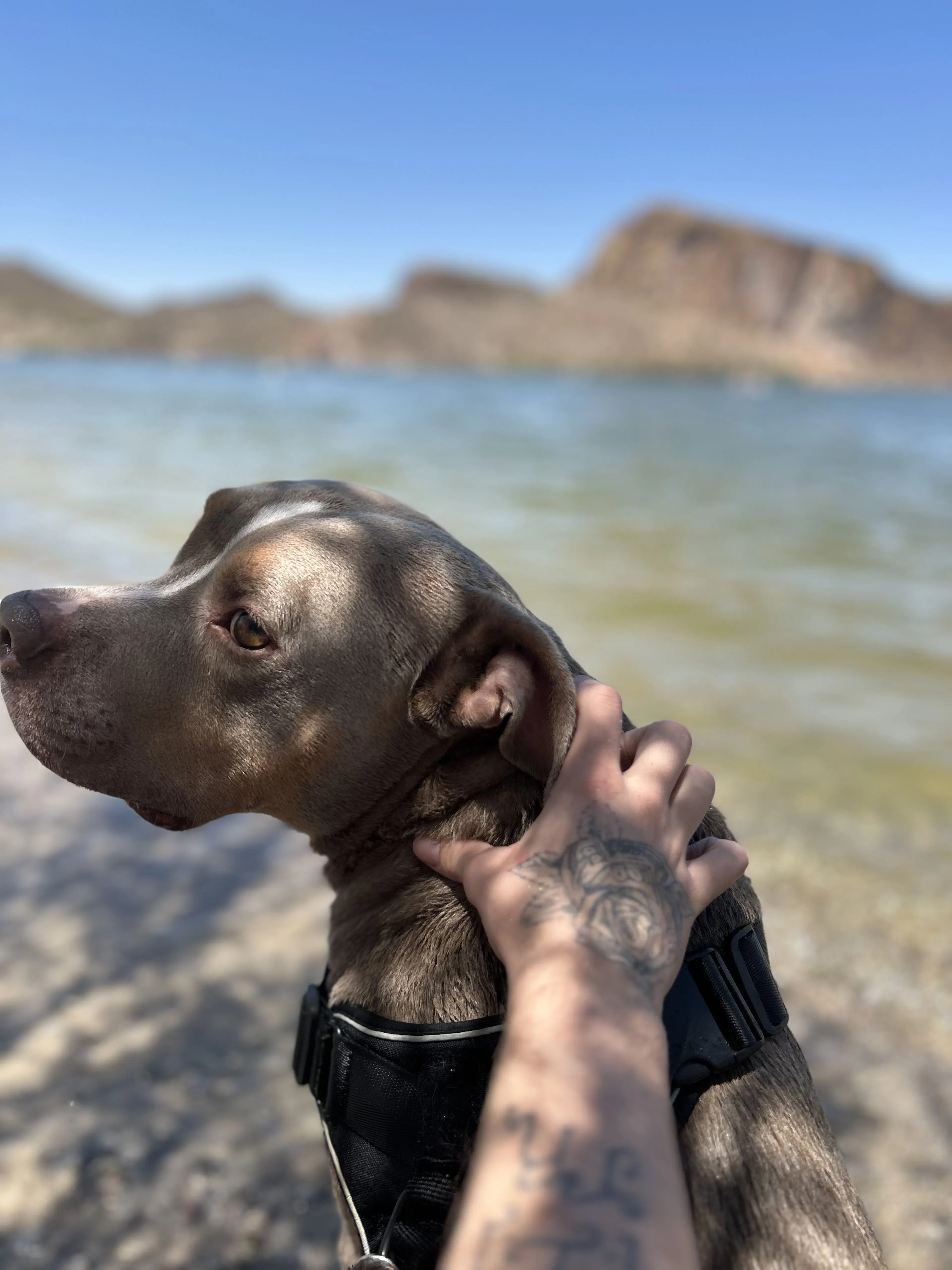 Lost pet-0