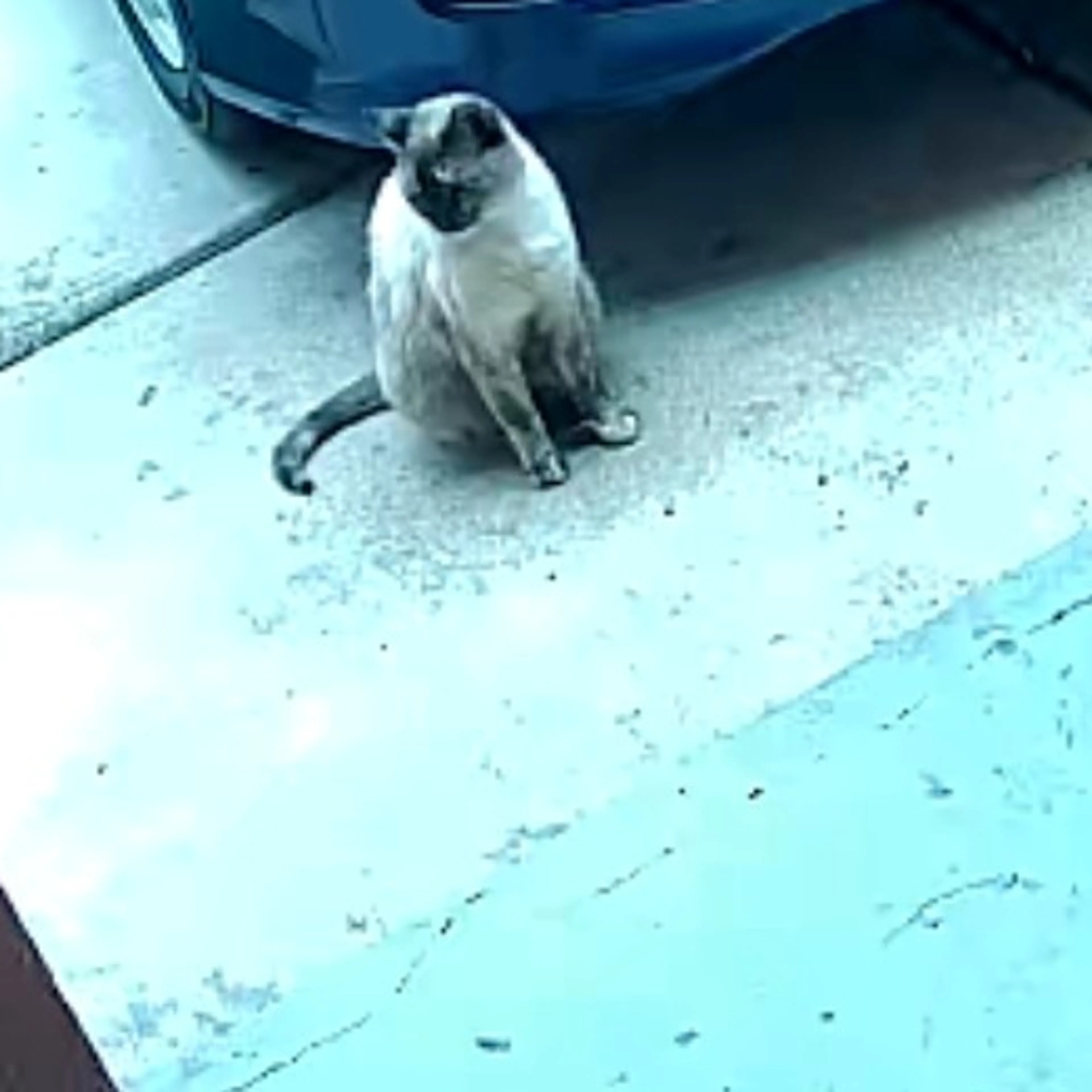 Lost pet-1