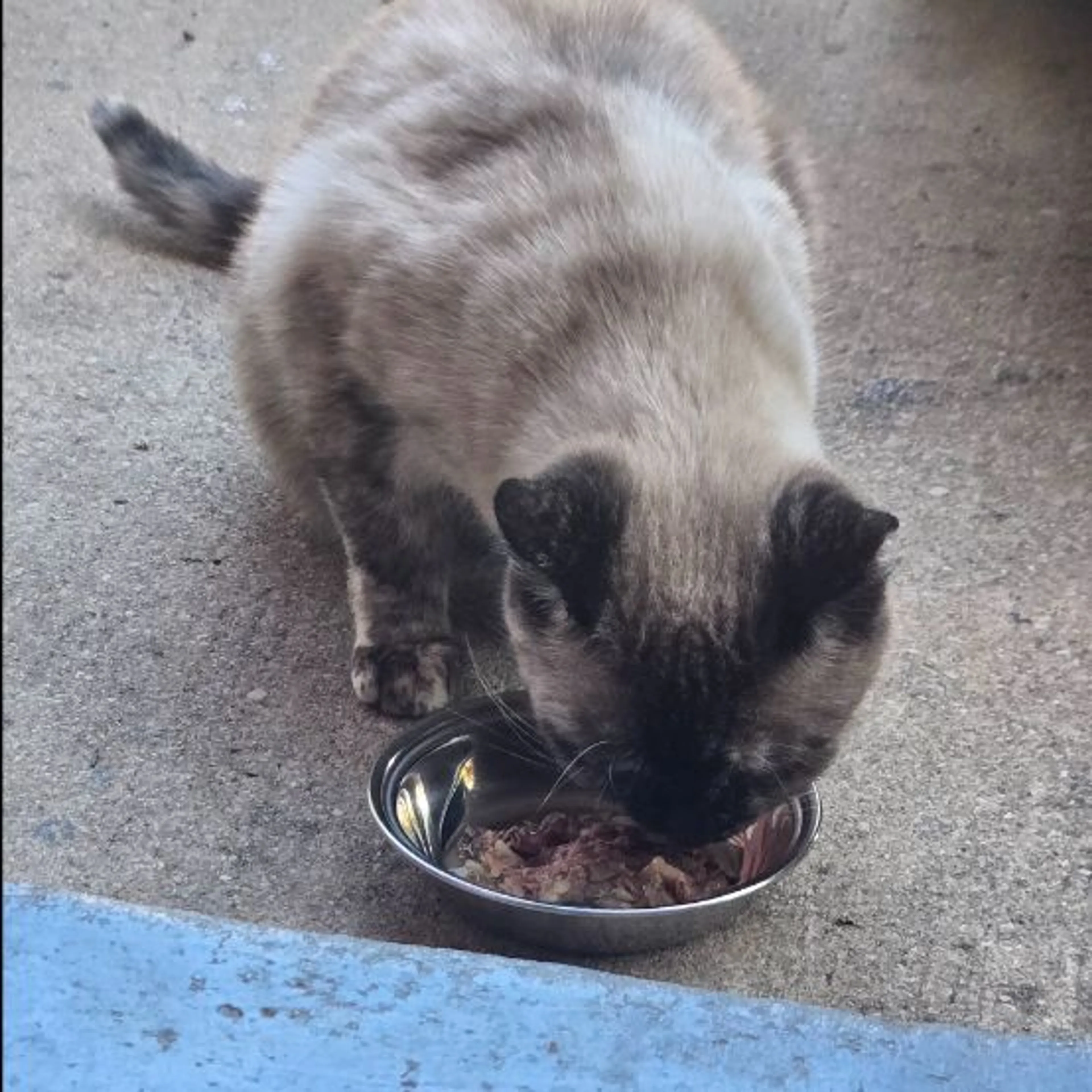 Lost pet-0