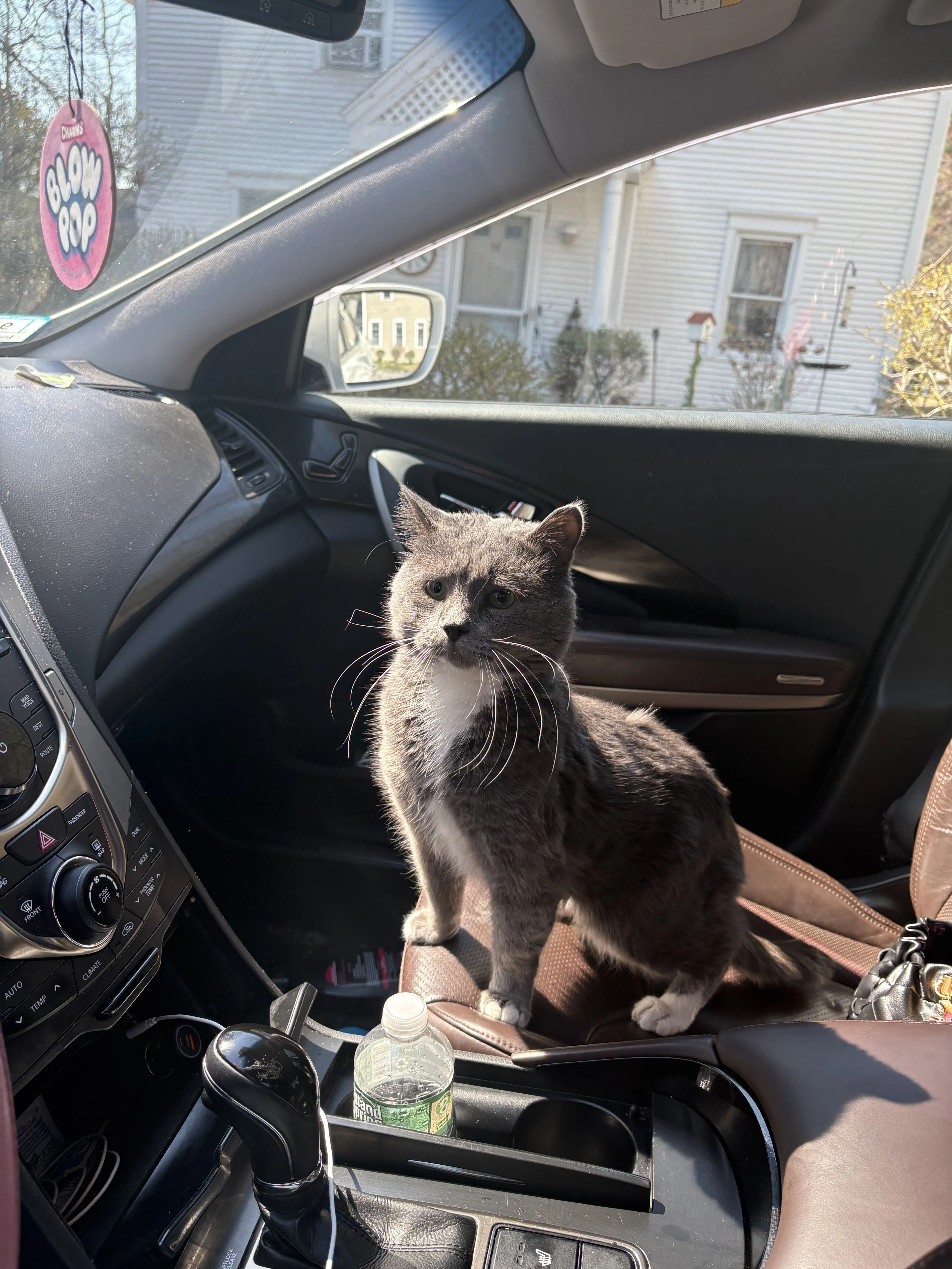 Lost pet