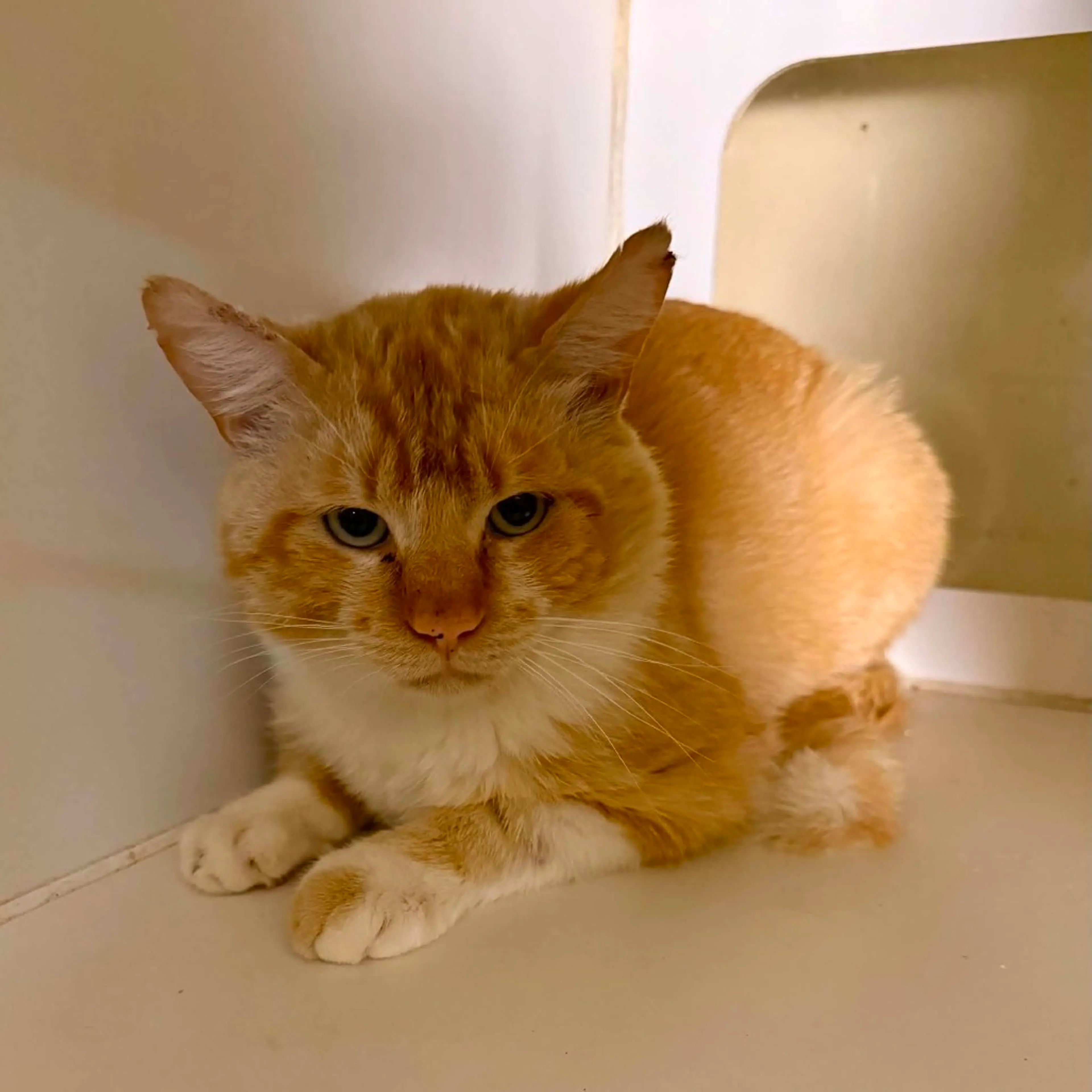 Found pet