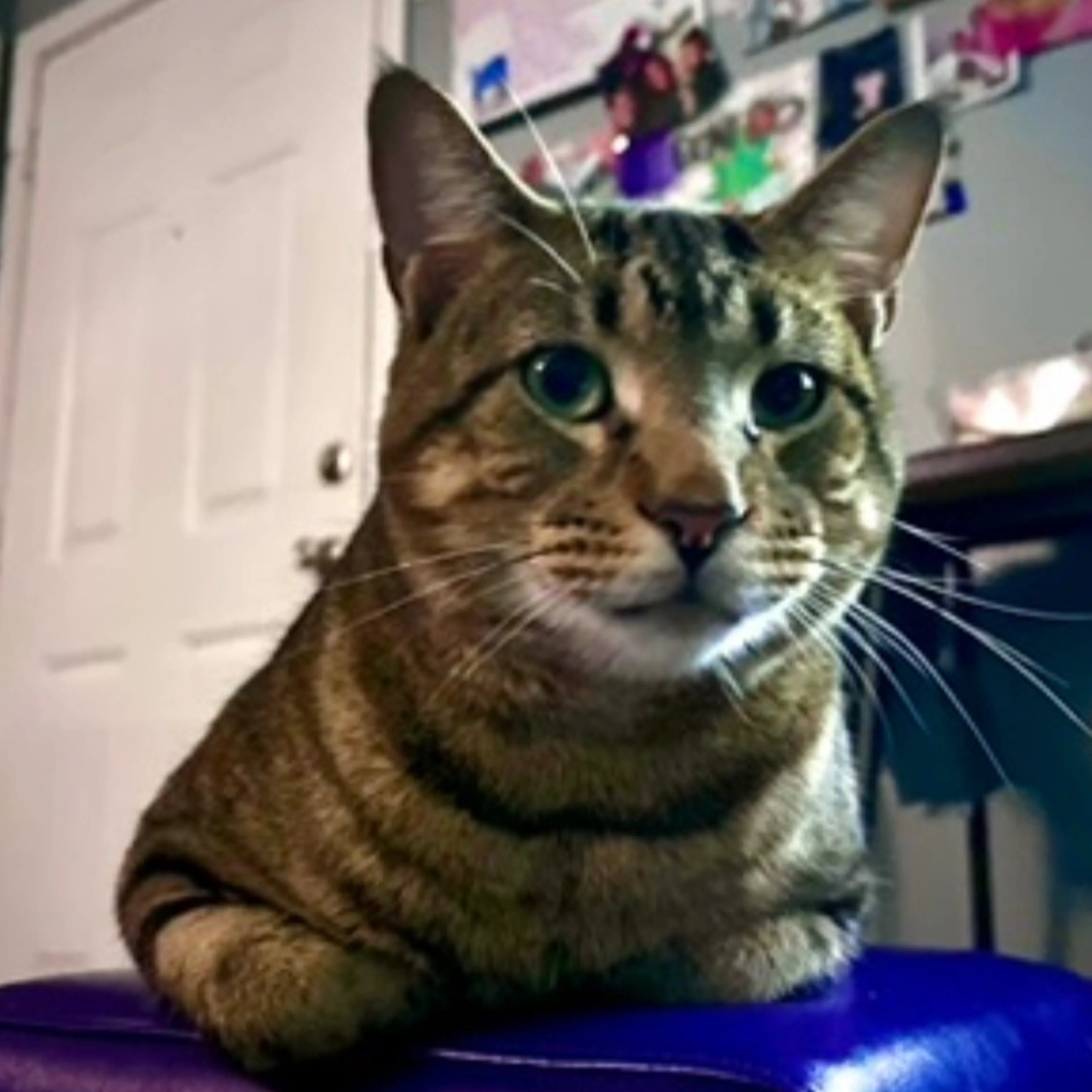 Lost pet-2