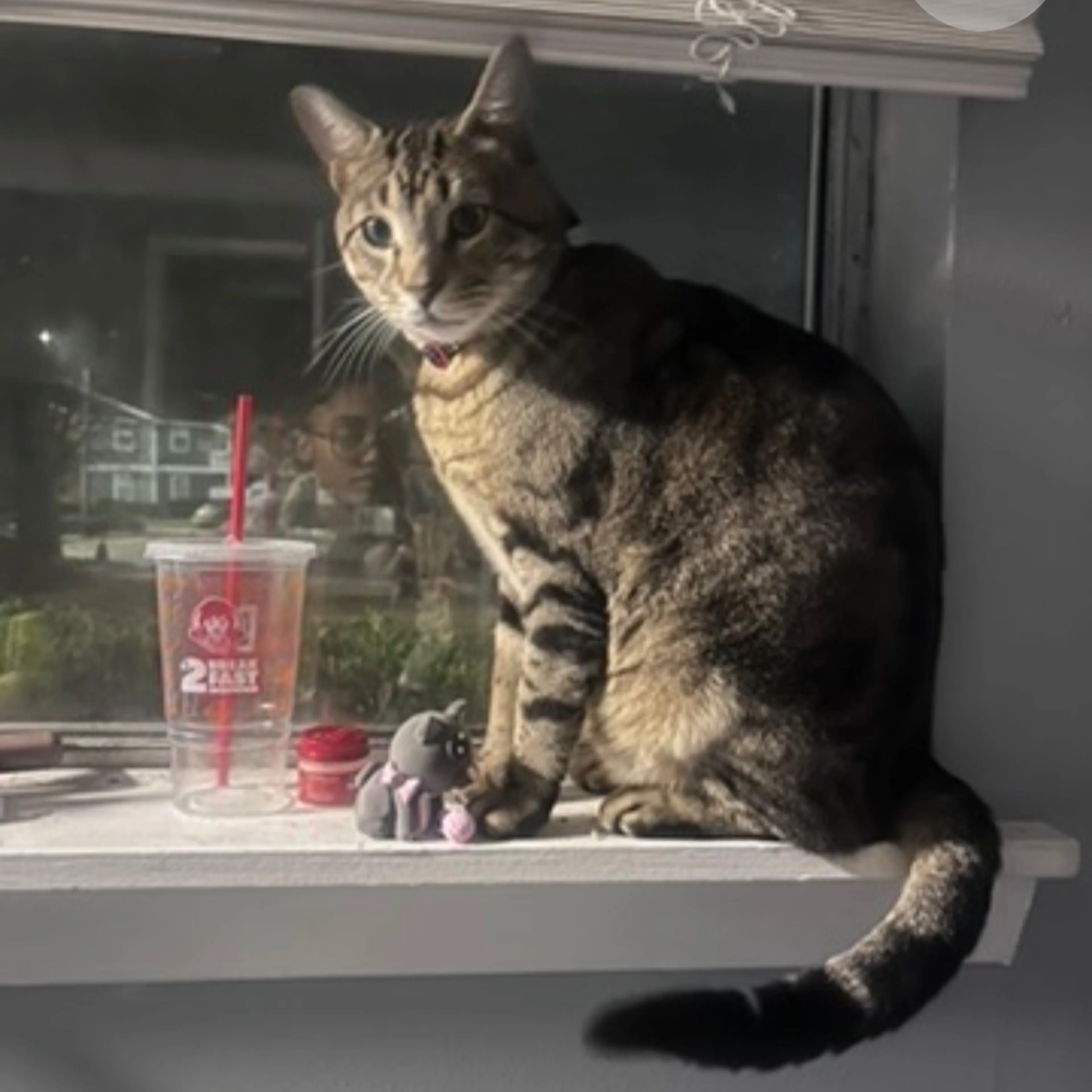 Lost pet-1