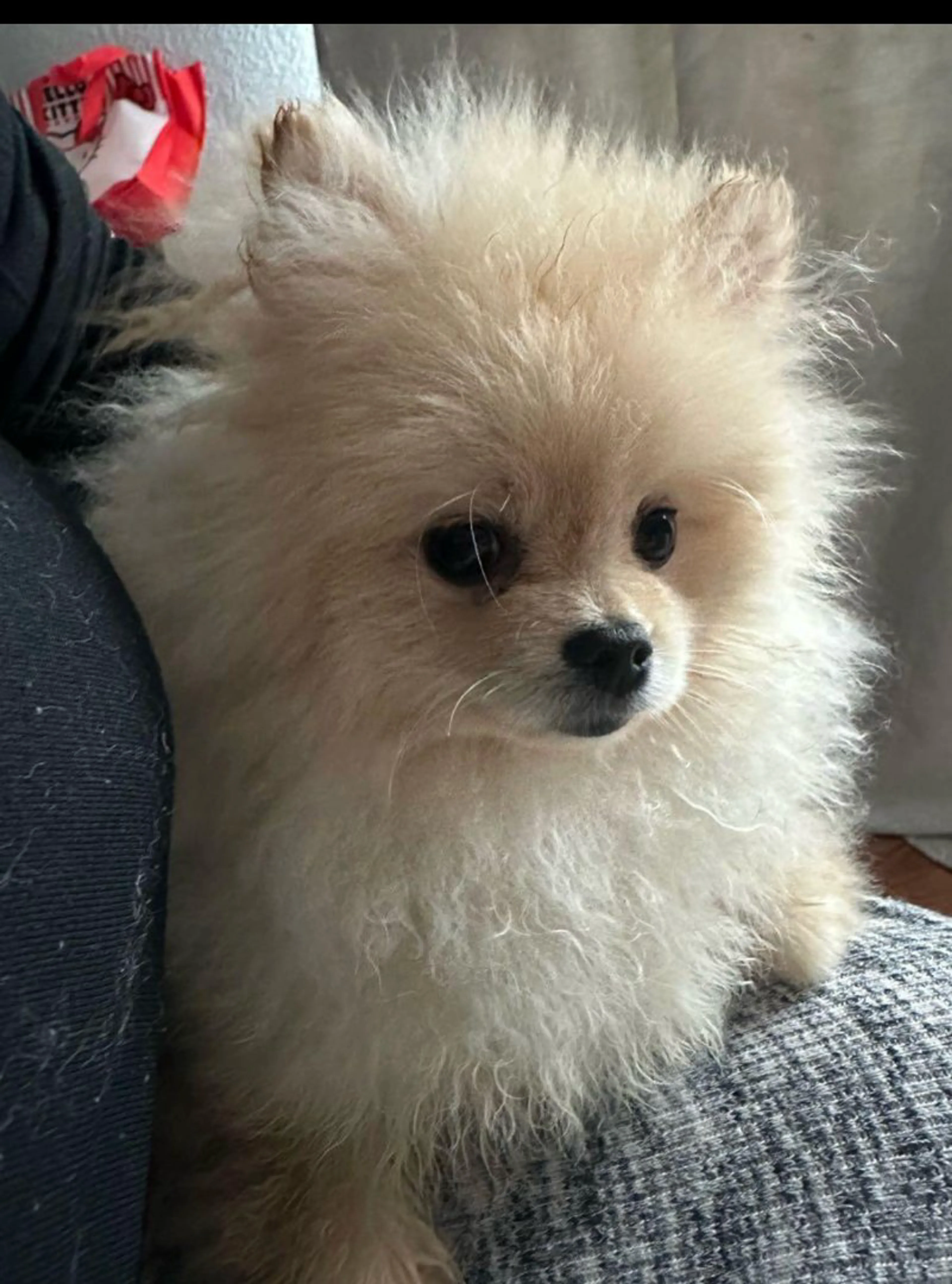 Lost pet