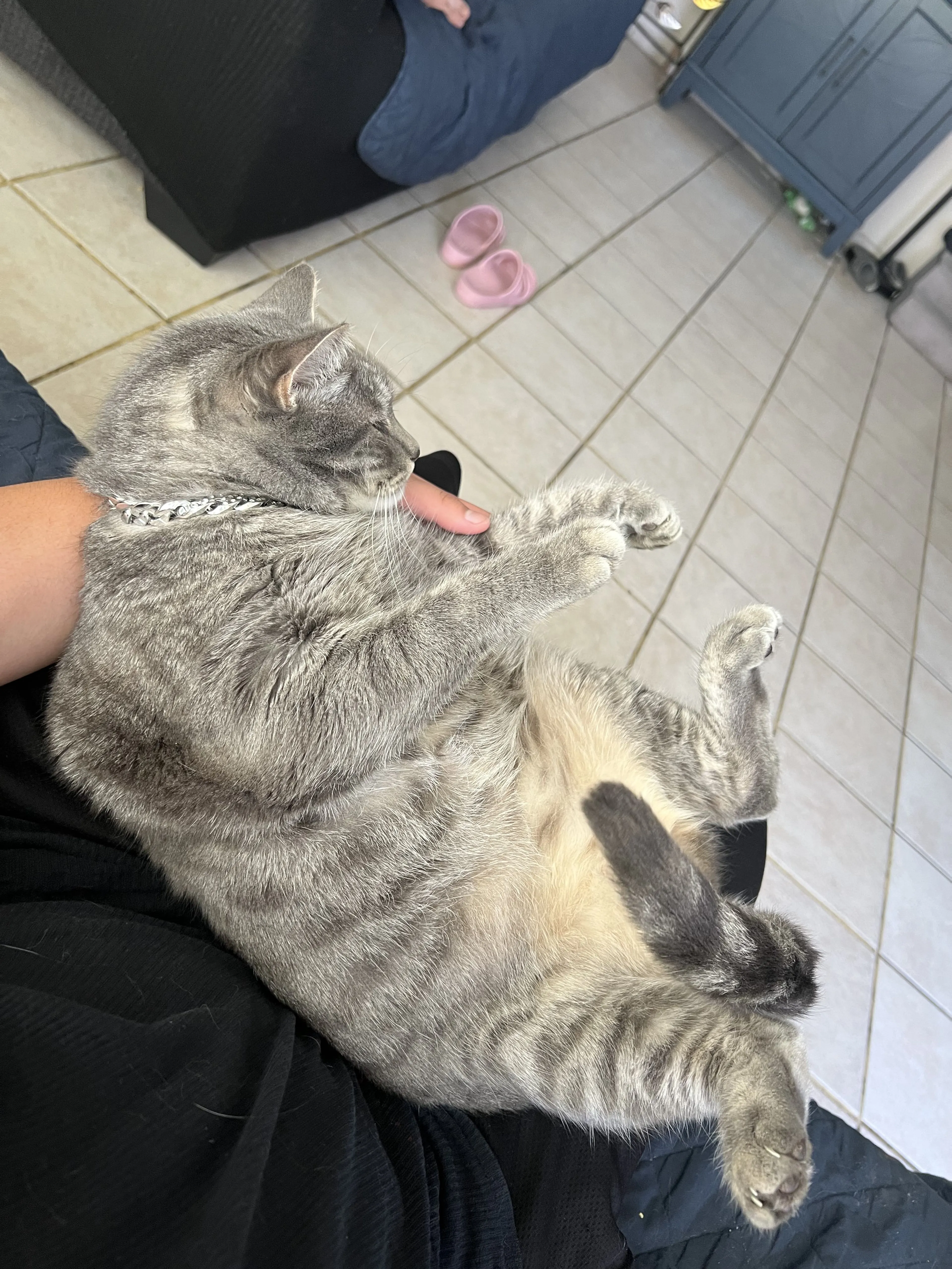 Lost pet-1