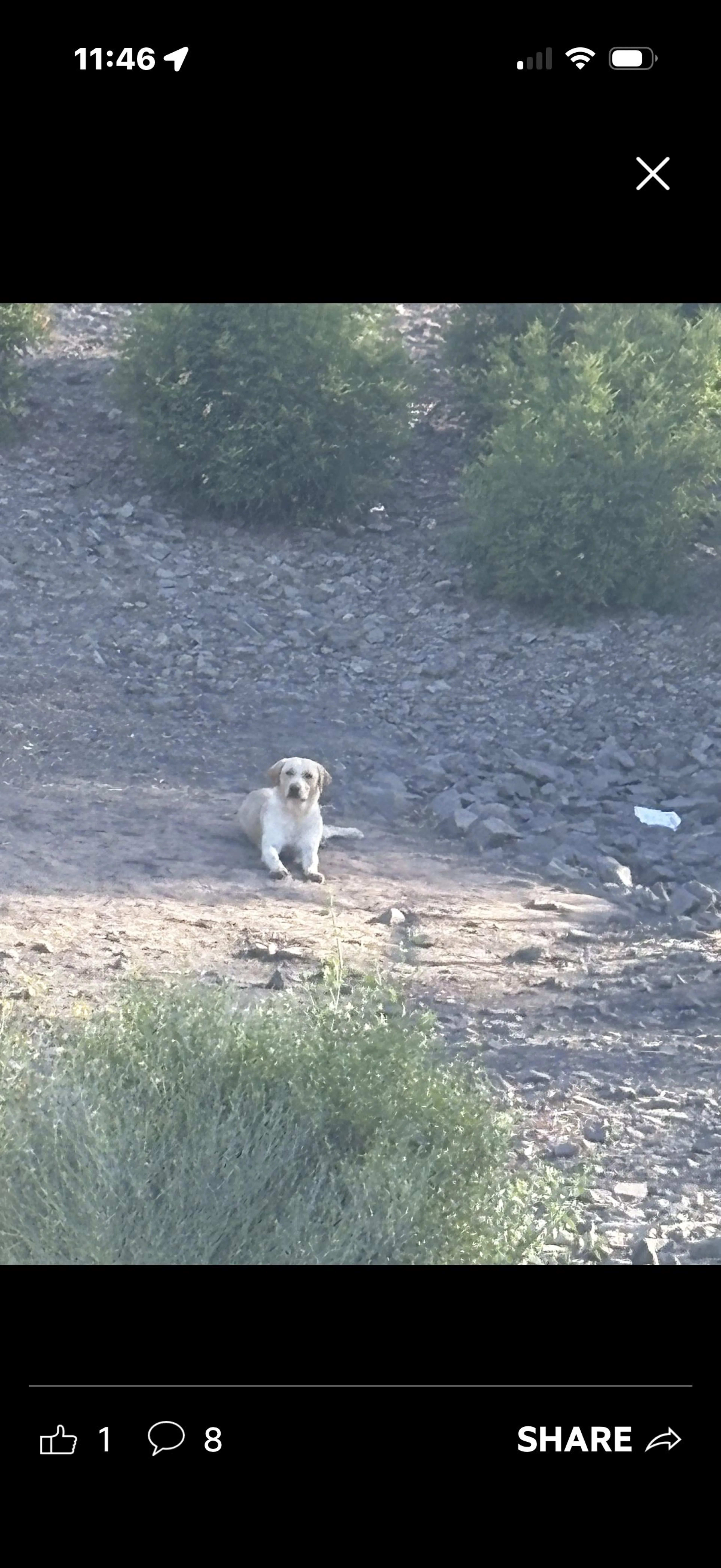 Lost pet