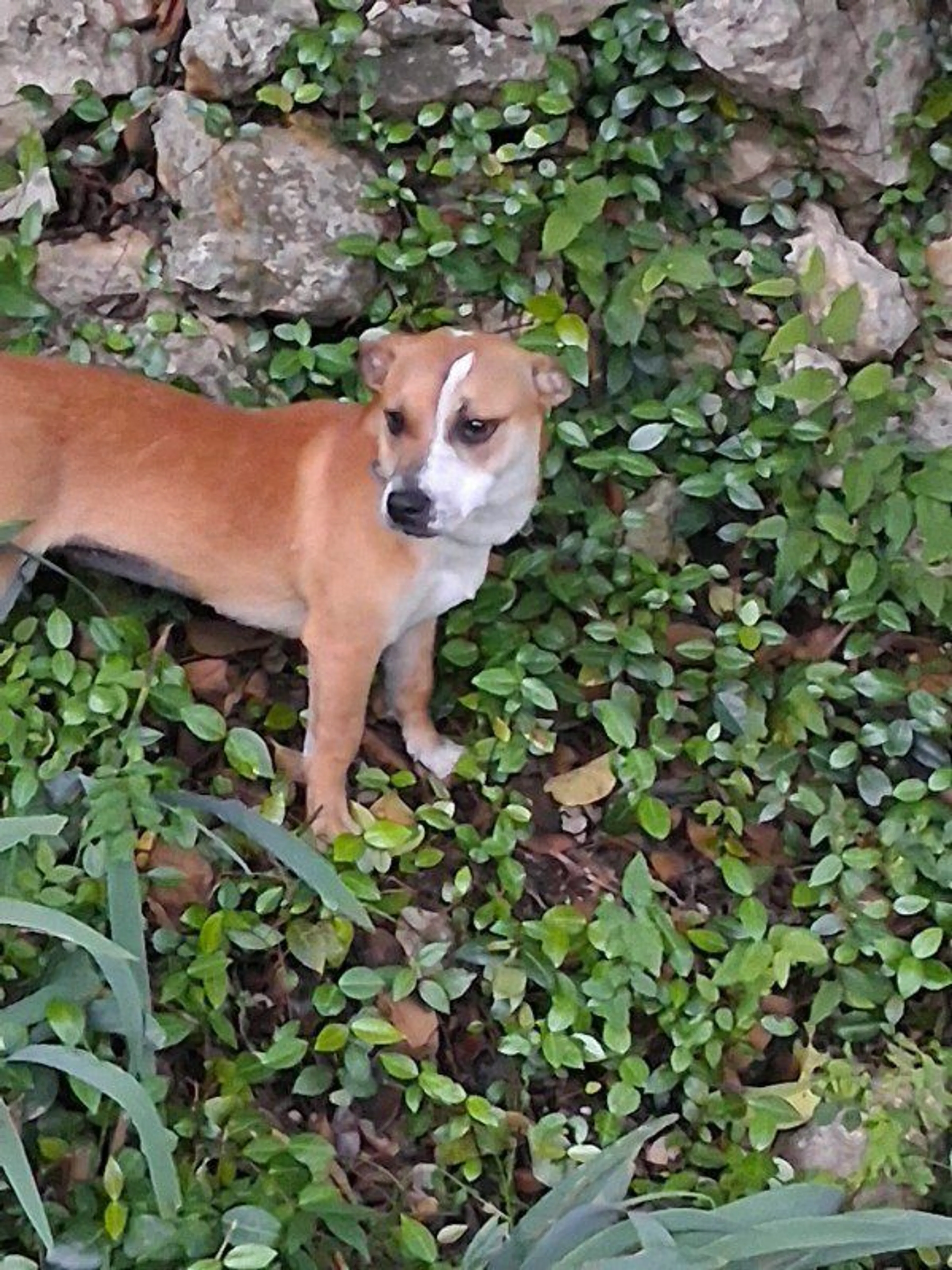 Lost pet-1