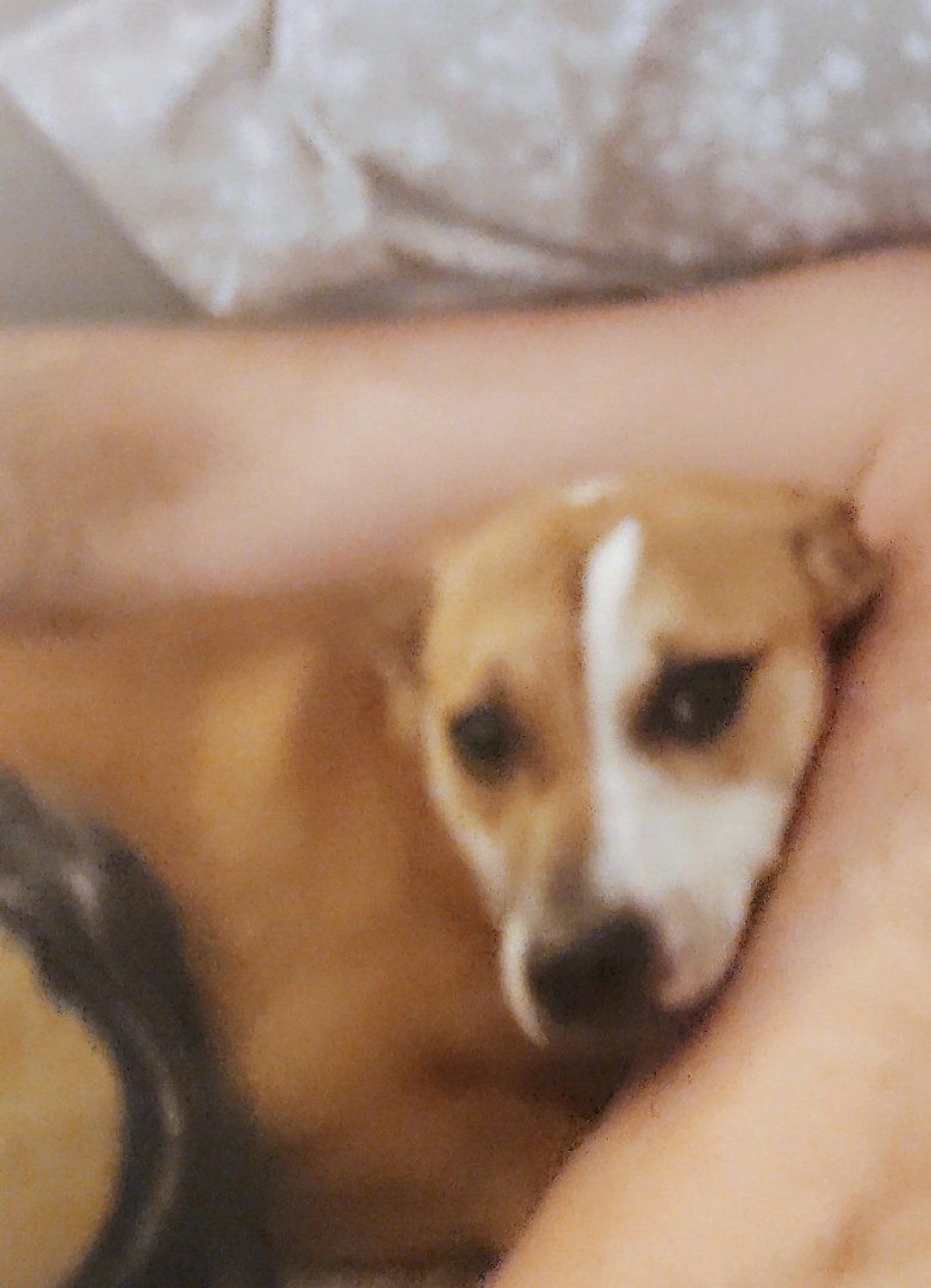 Lost pet-0