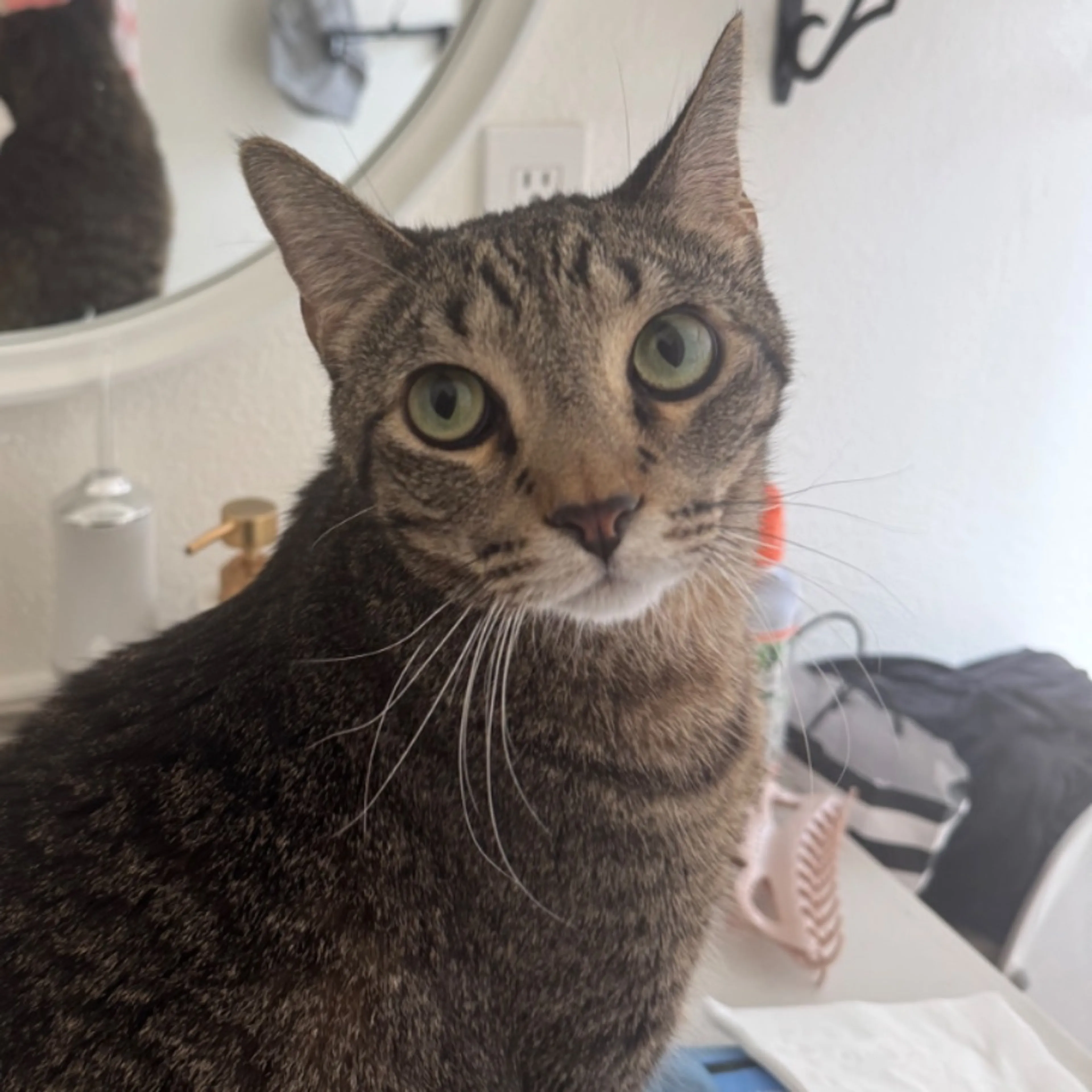 Lost pet