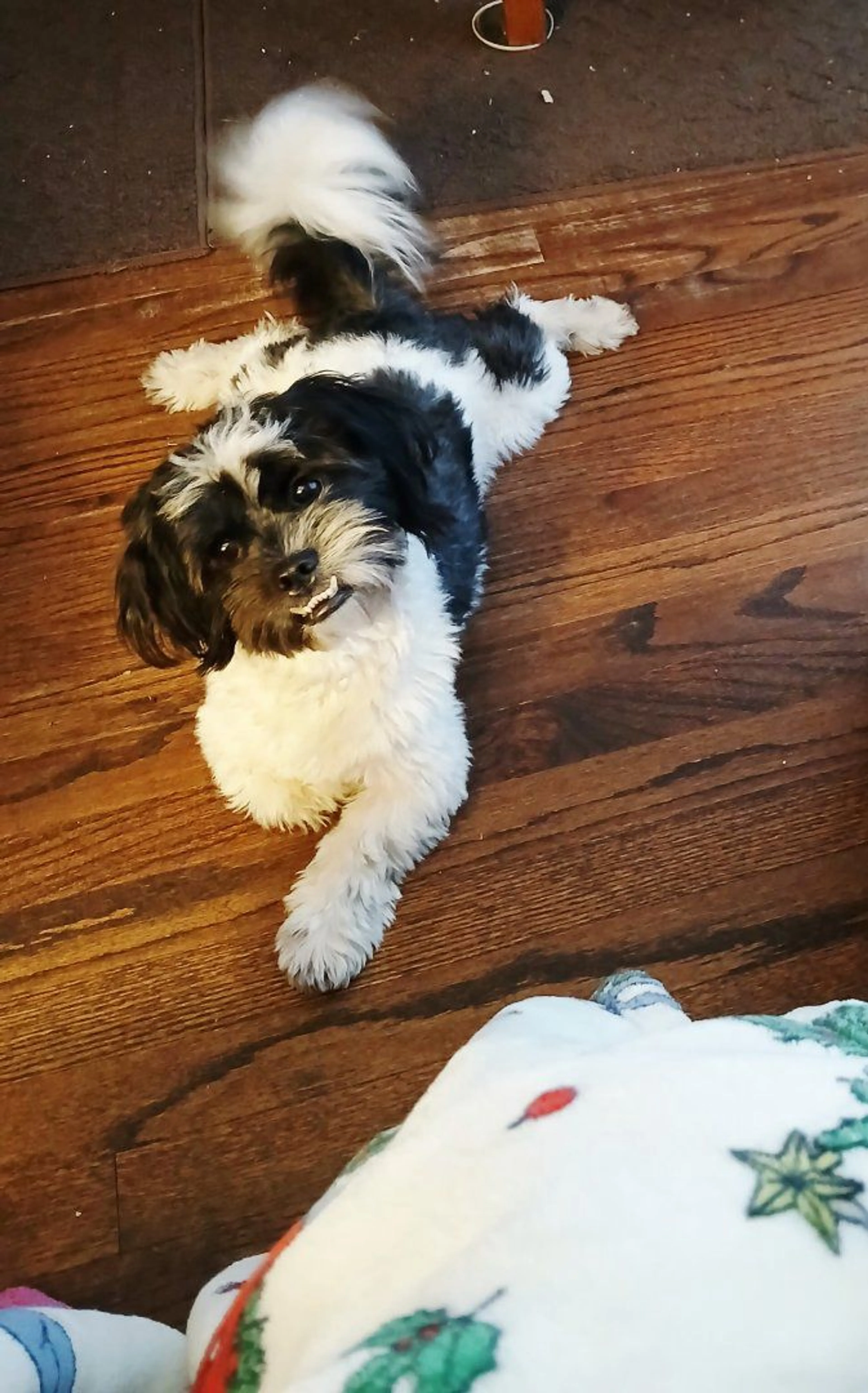 Lost pet