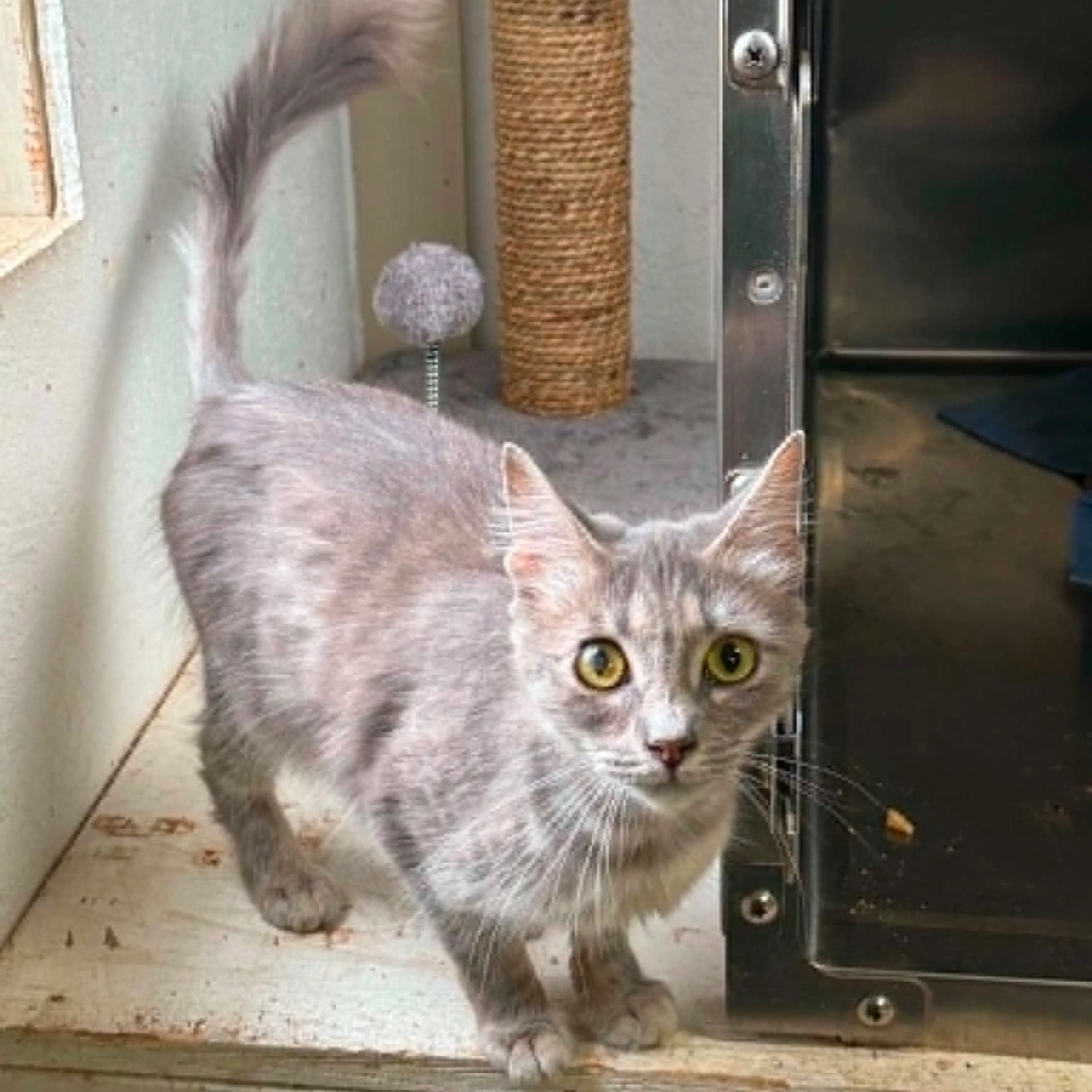 Found pet-5
