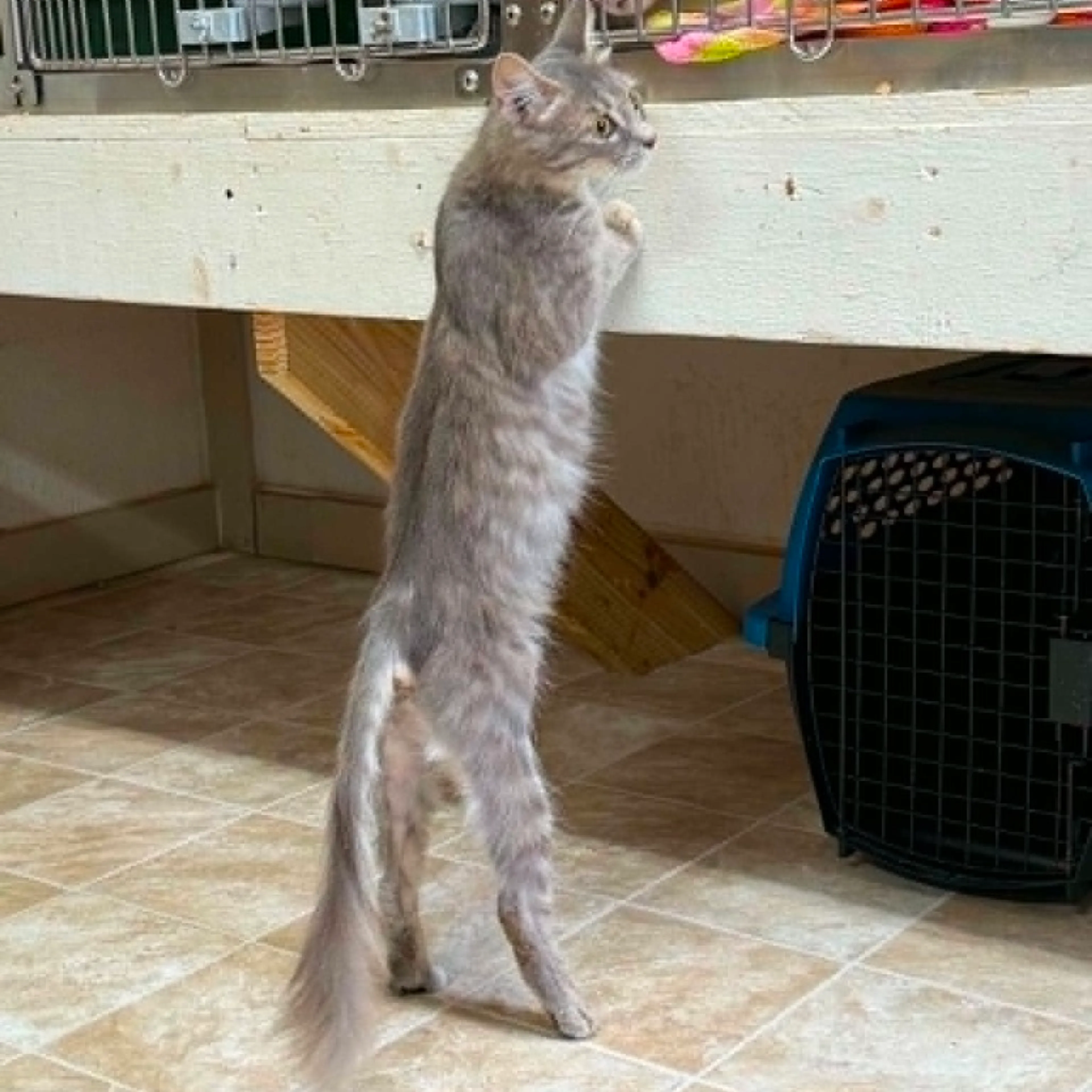 Found pet-3