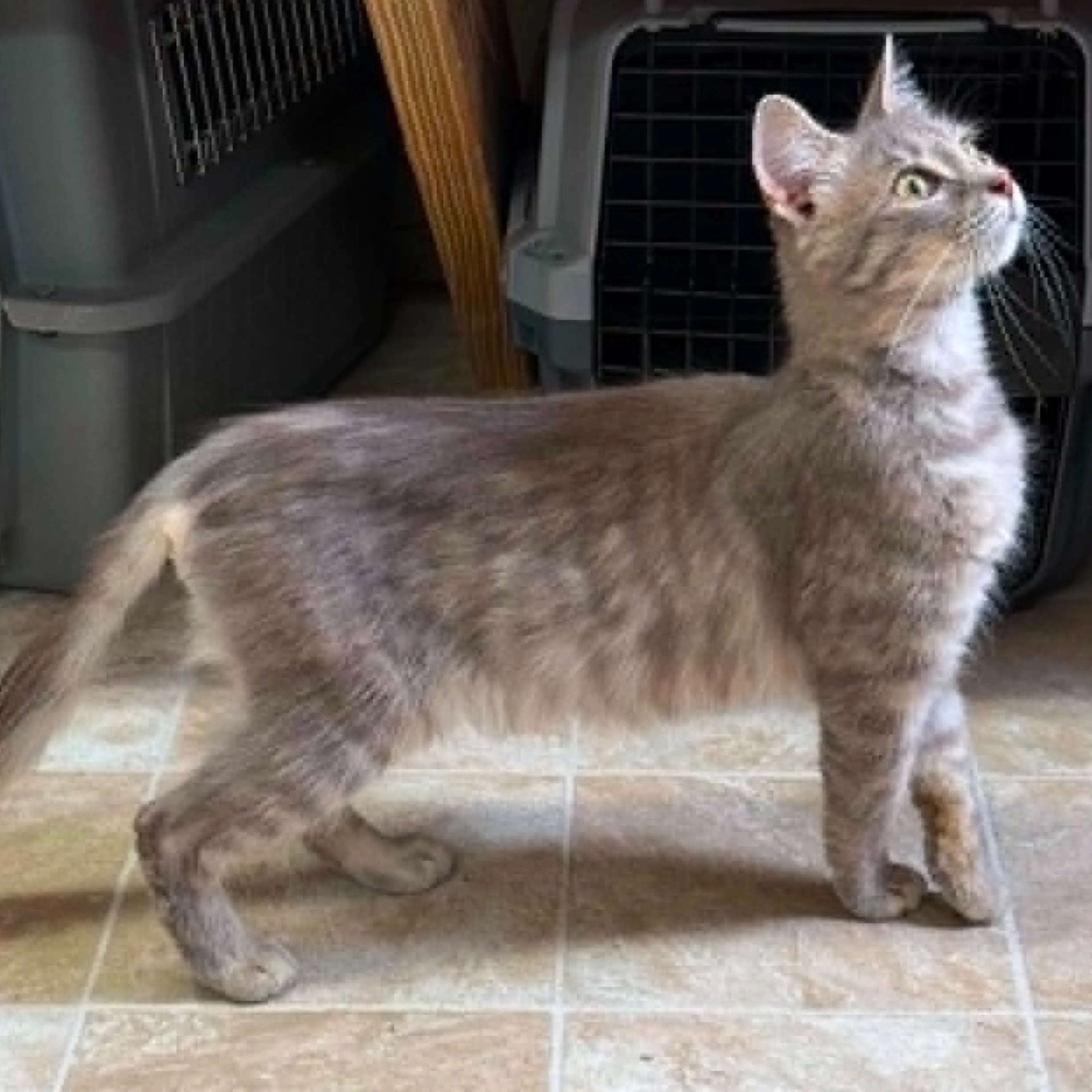Found pet-2