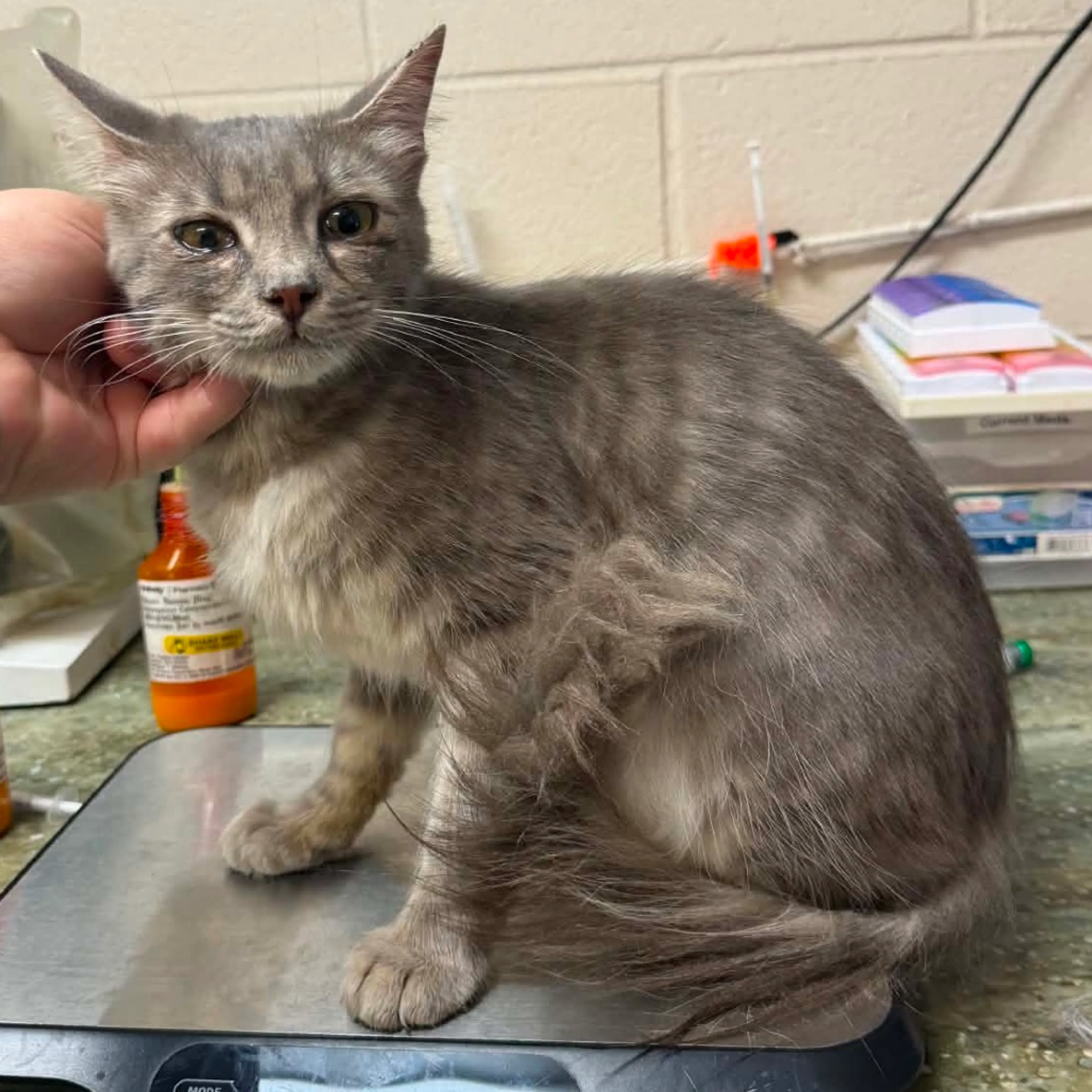 Found pet-1
