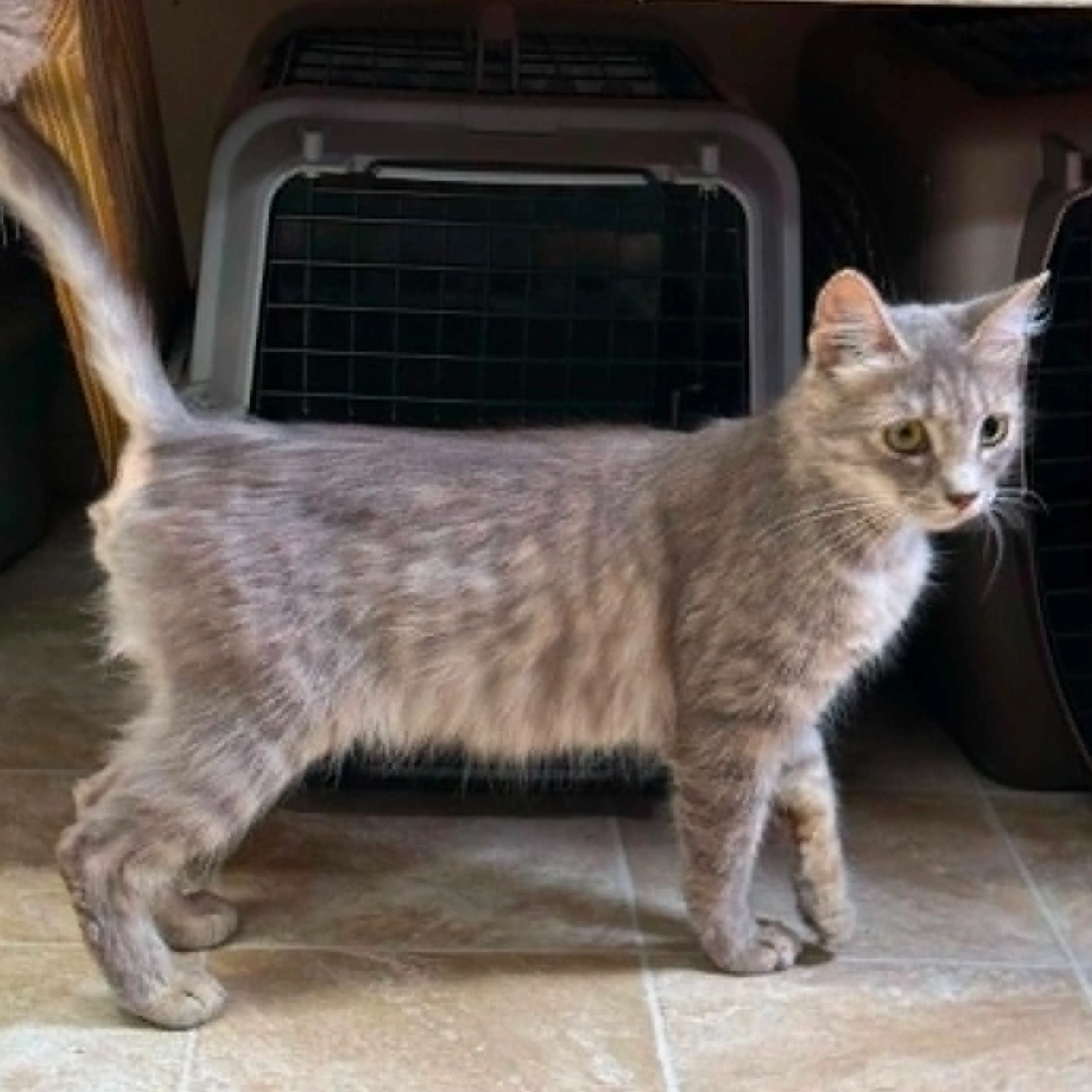 Found pet-4
