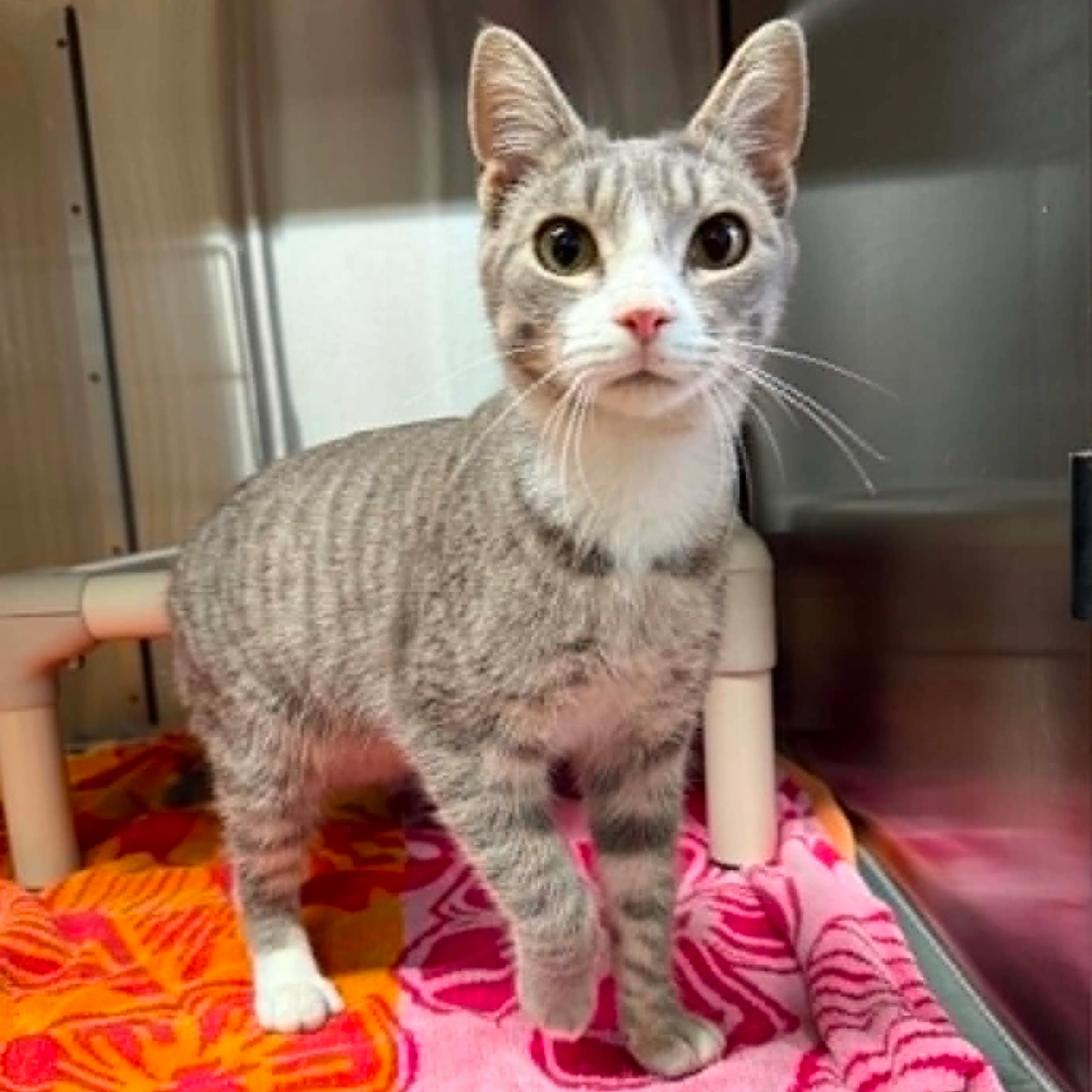Found pet-1