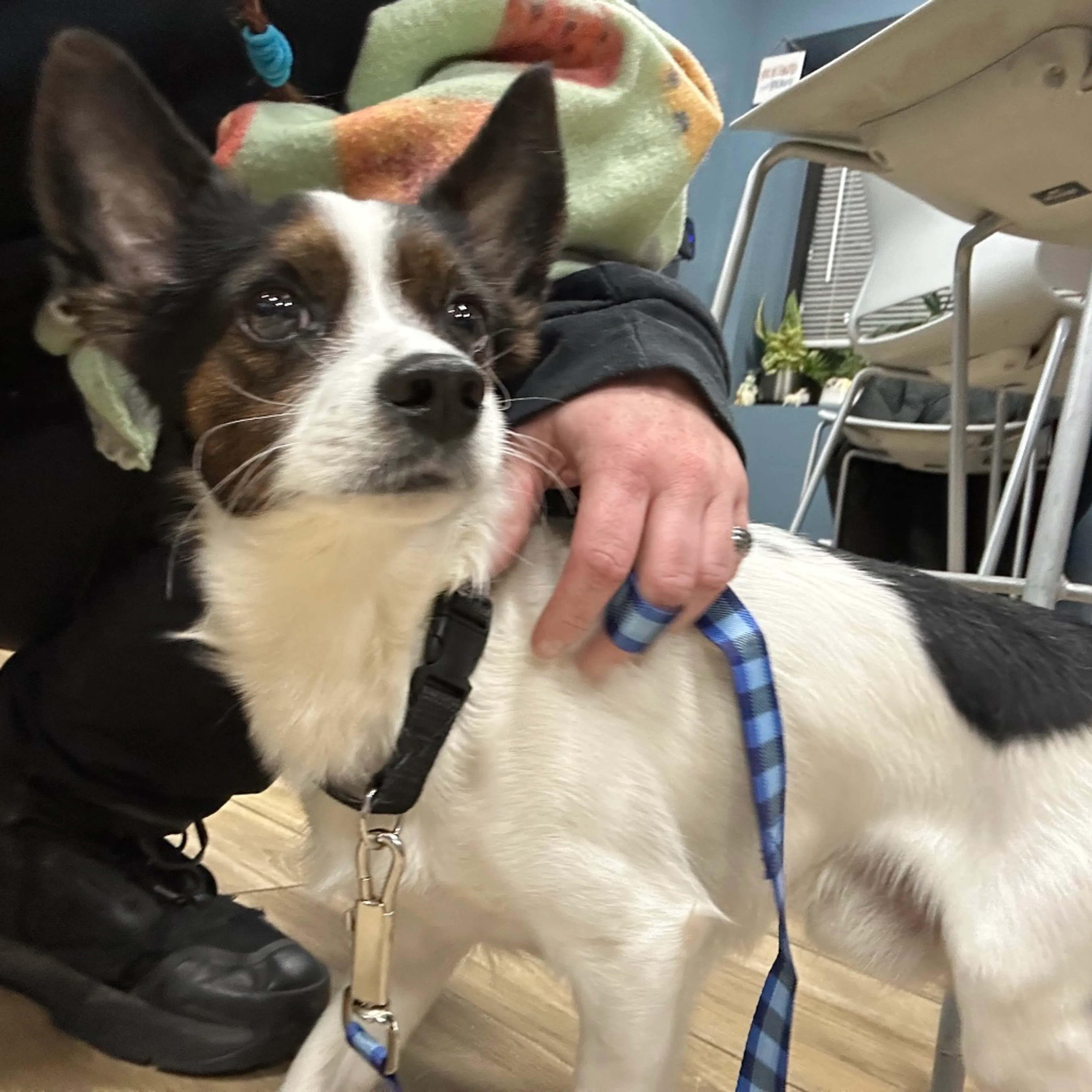 Found pet-1