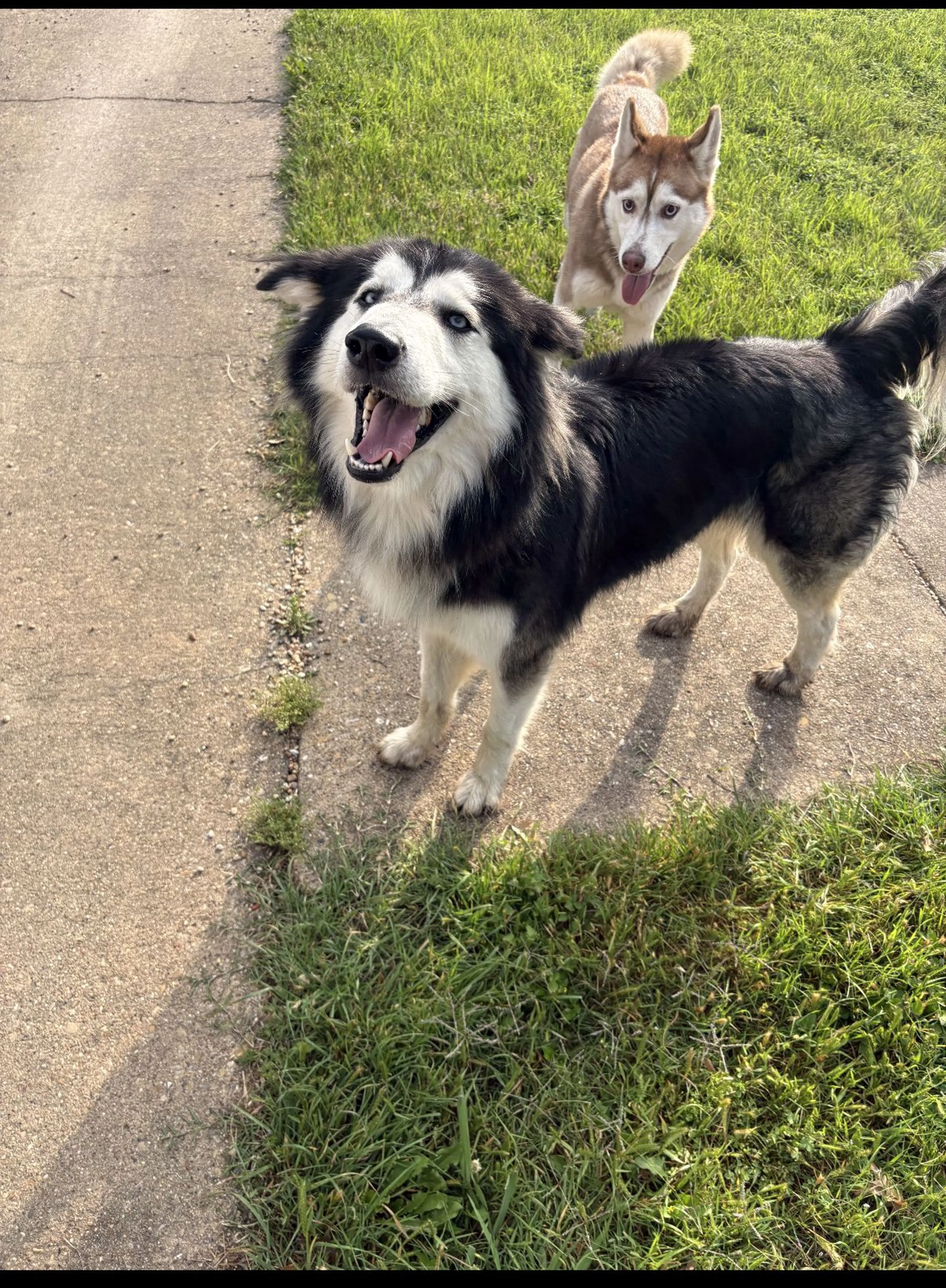 Lost pet