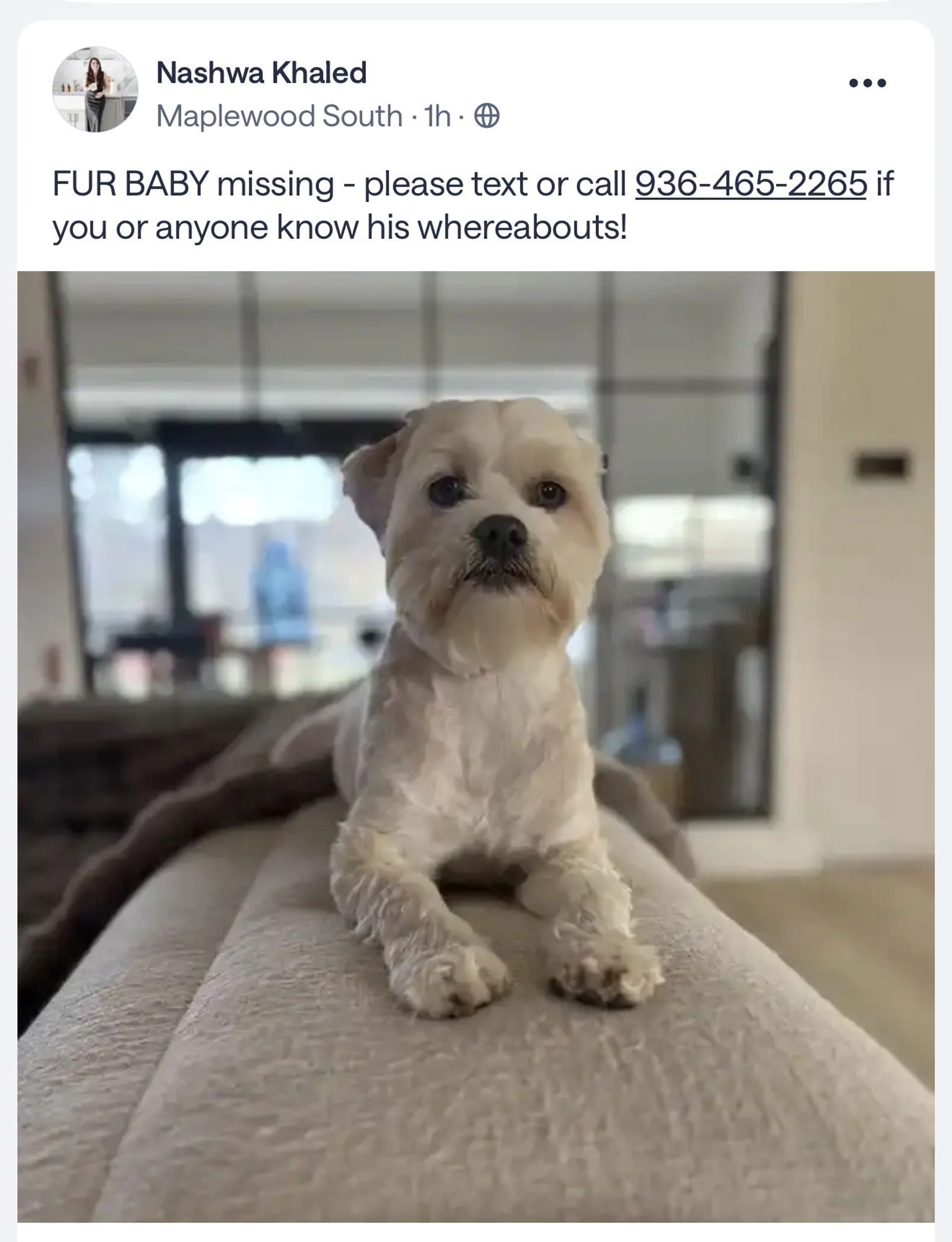 Lost pet