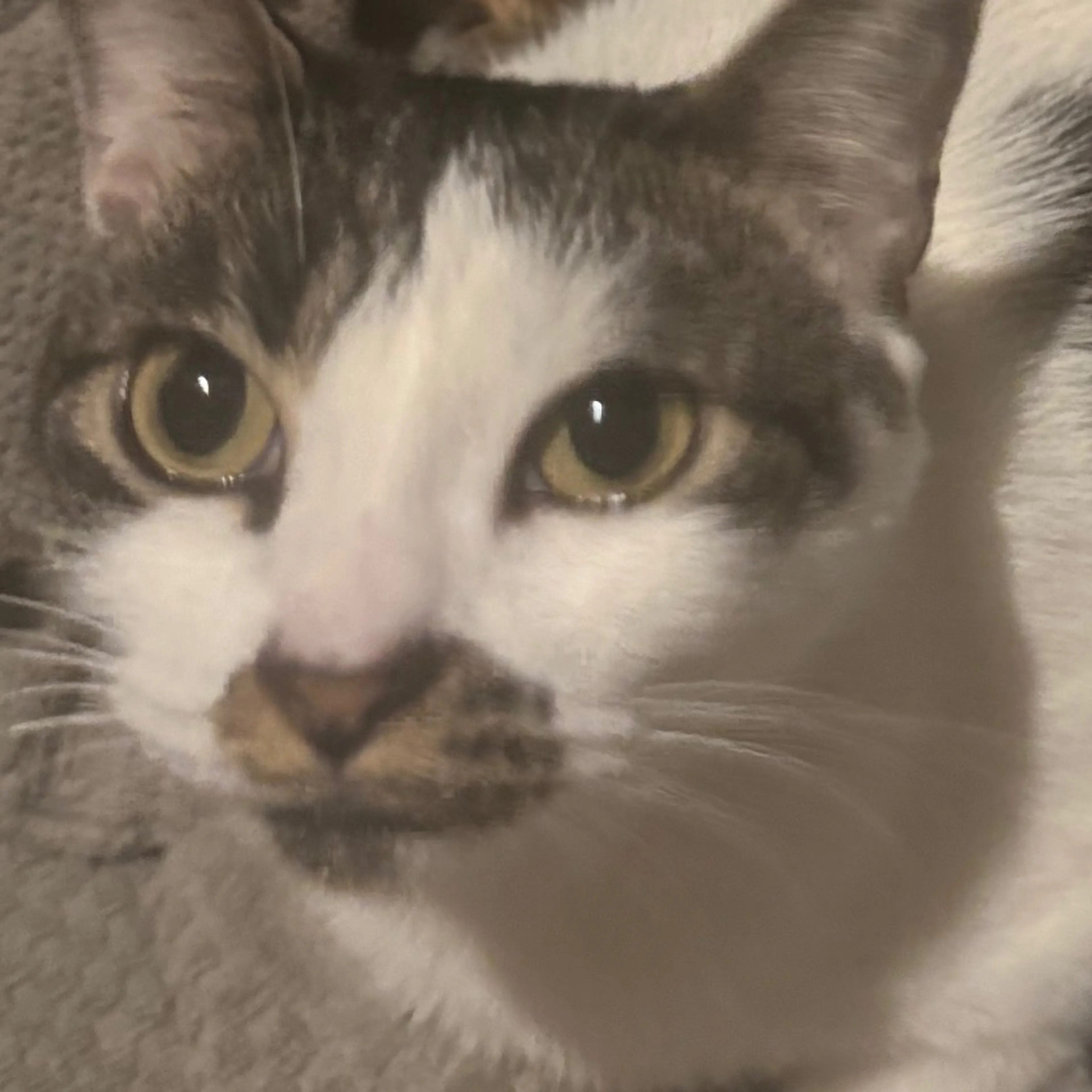 Lost pet-2