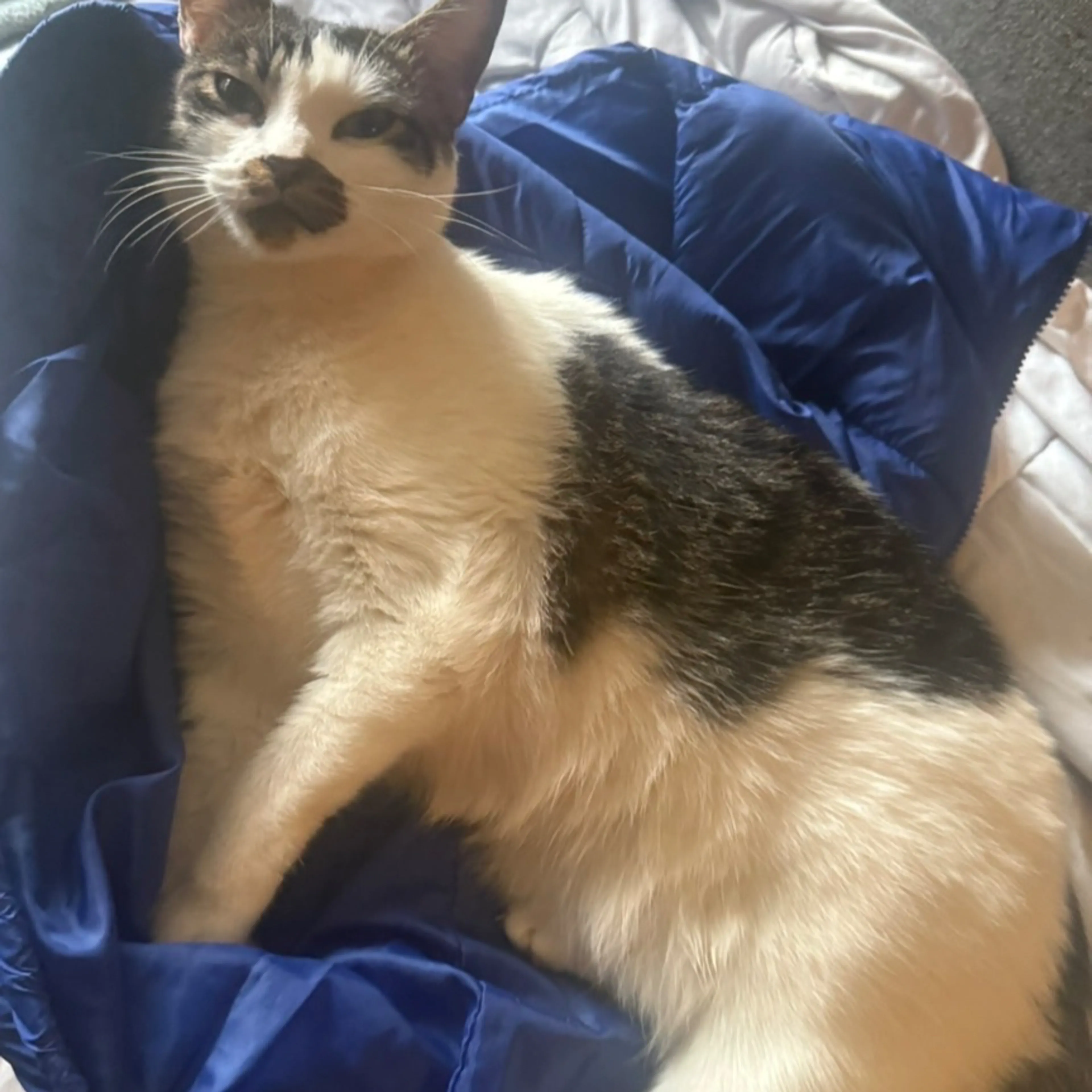 Lost pet-1