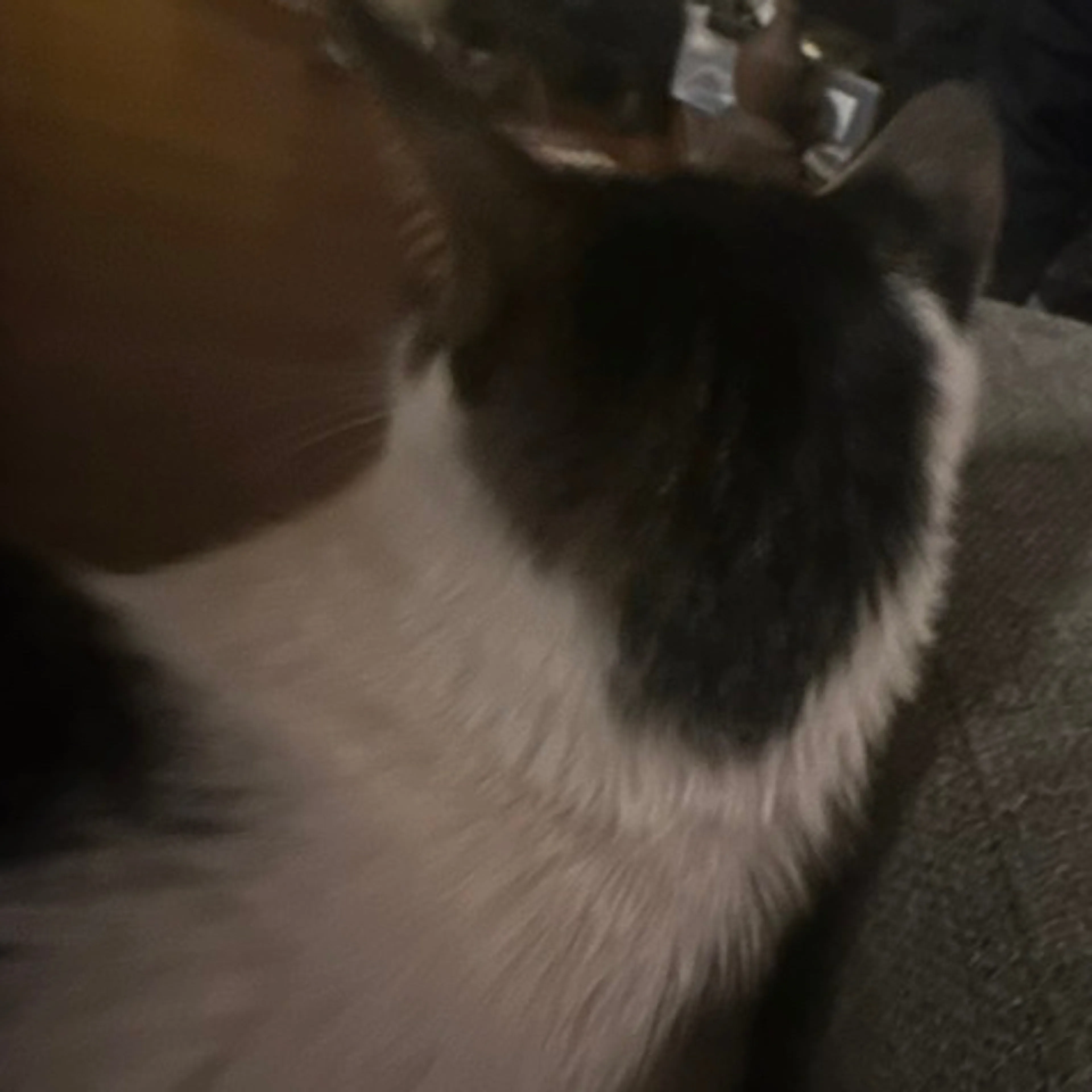 Lost pet-3
