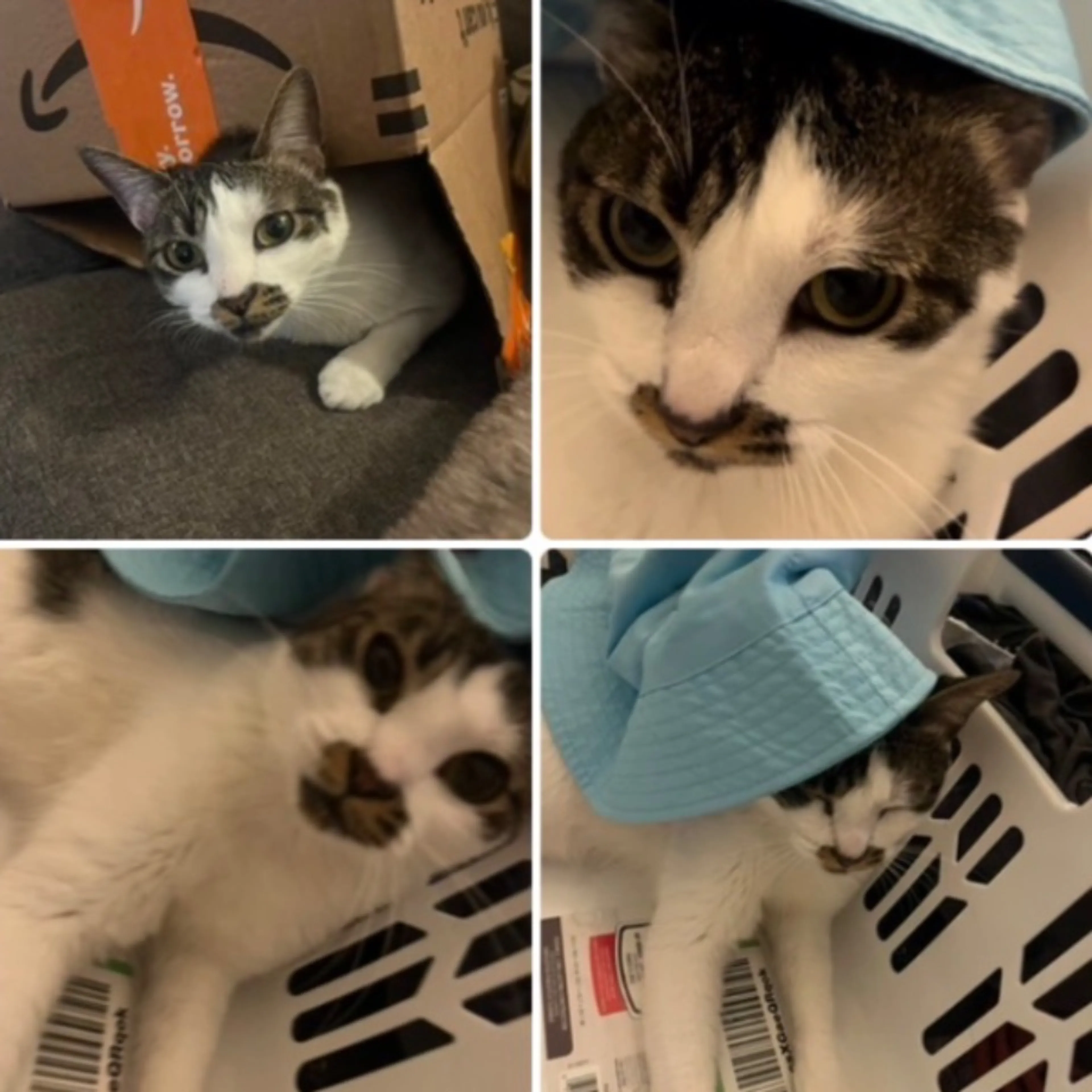 Lost pet-0