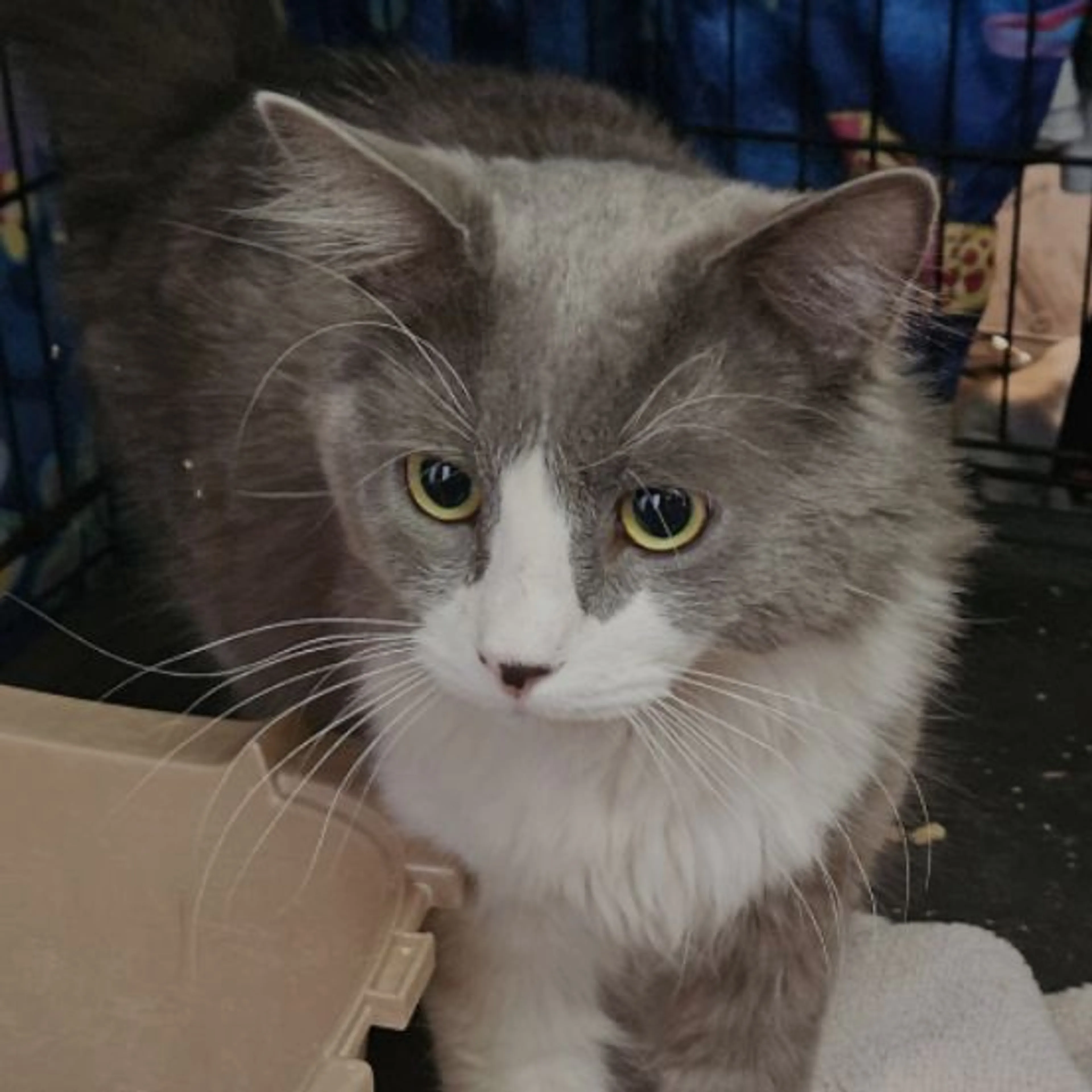 Lost pet