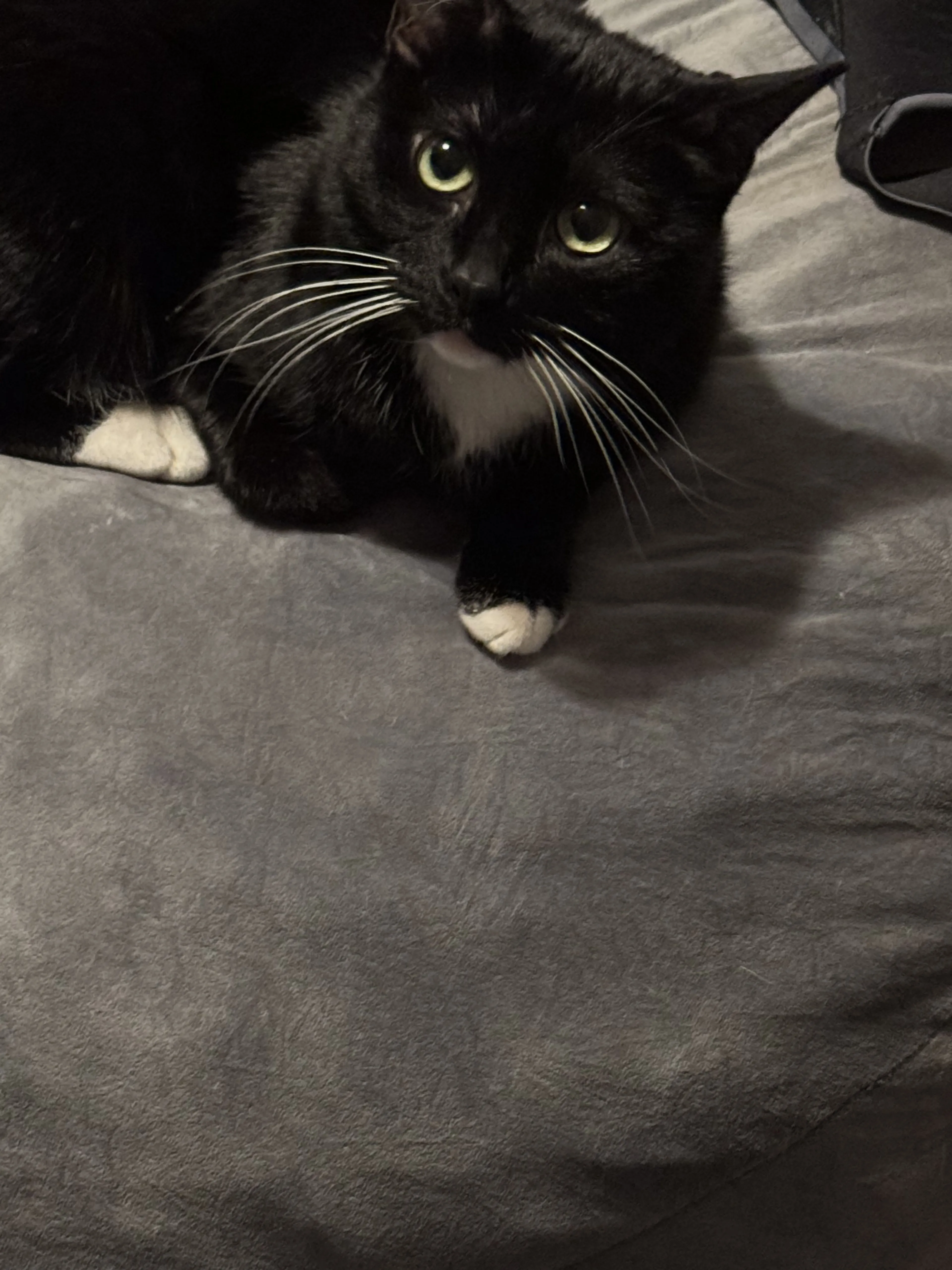 Lost pet