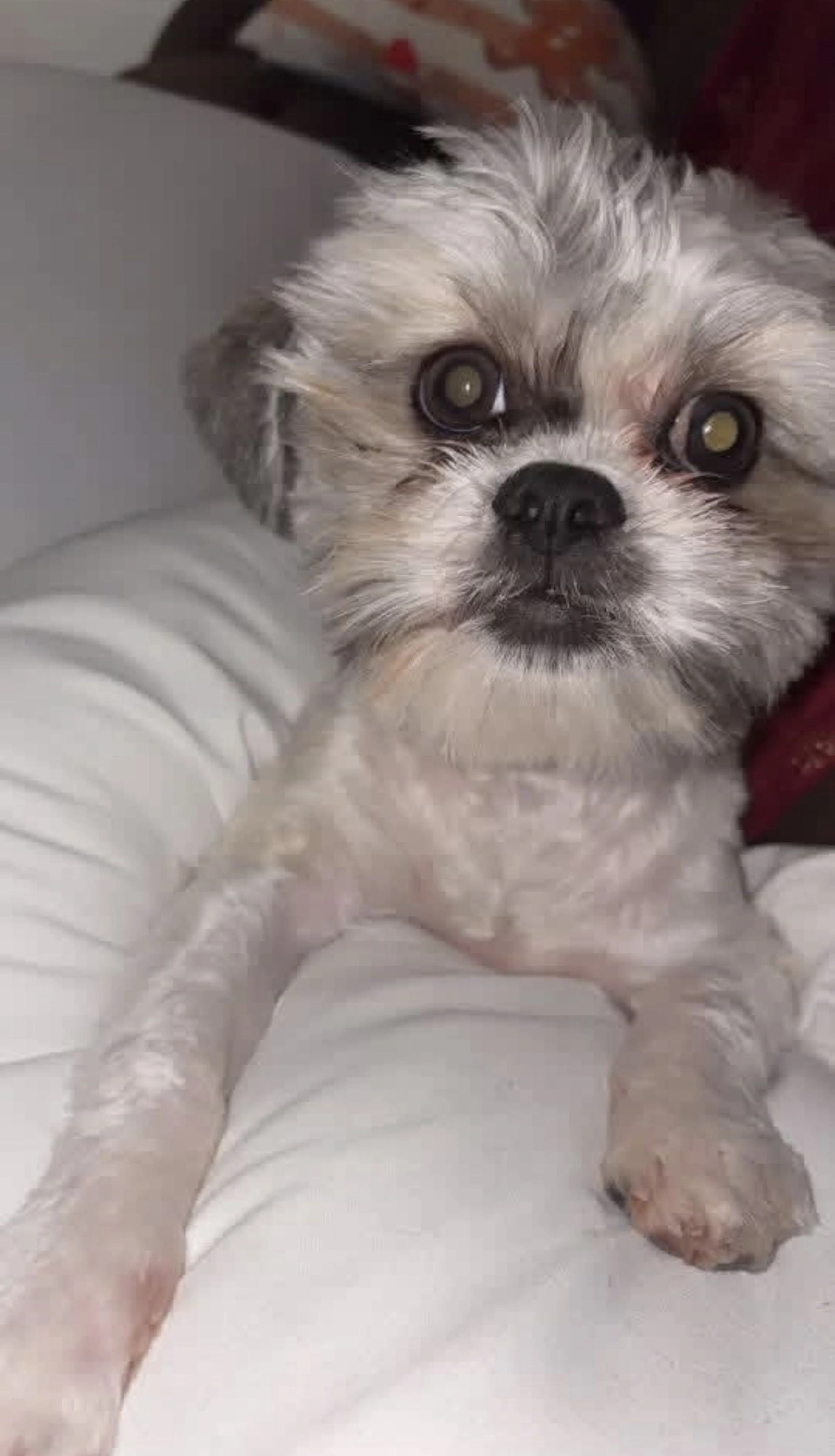 Lost pet-2