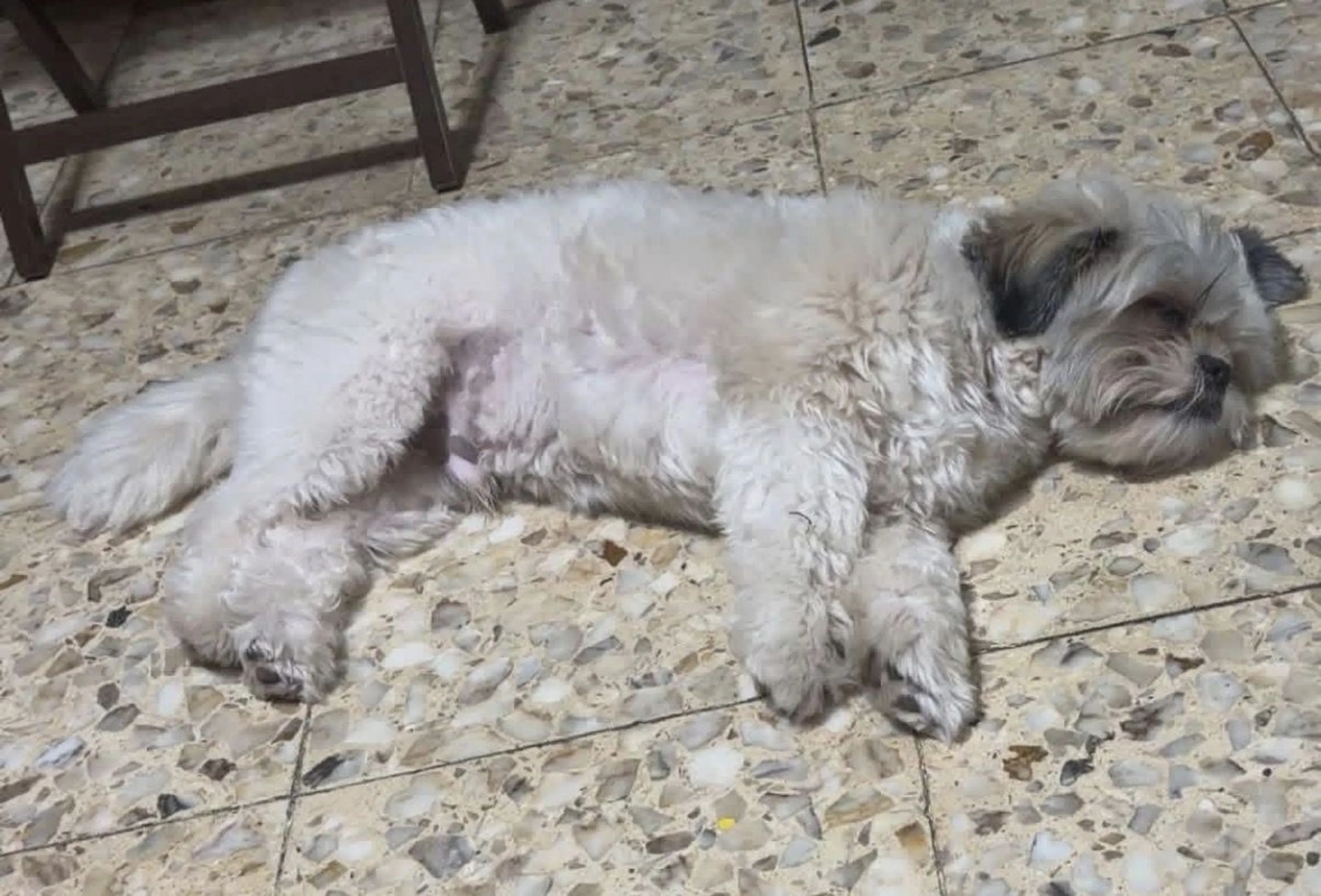 Lost pet-1