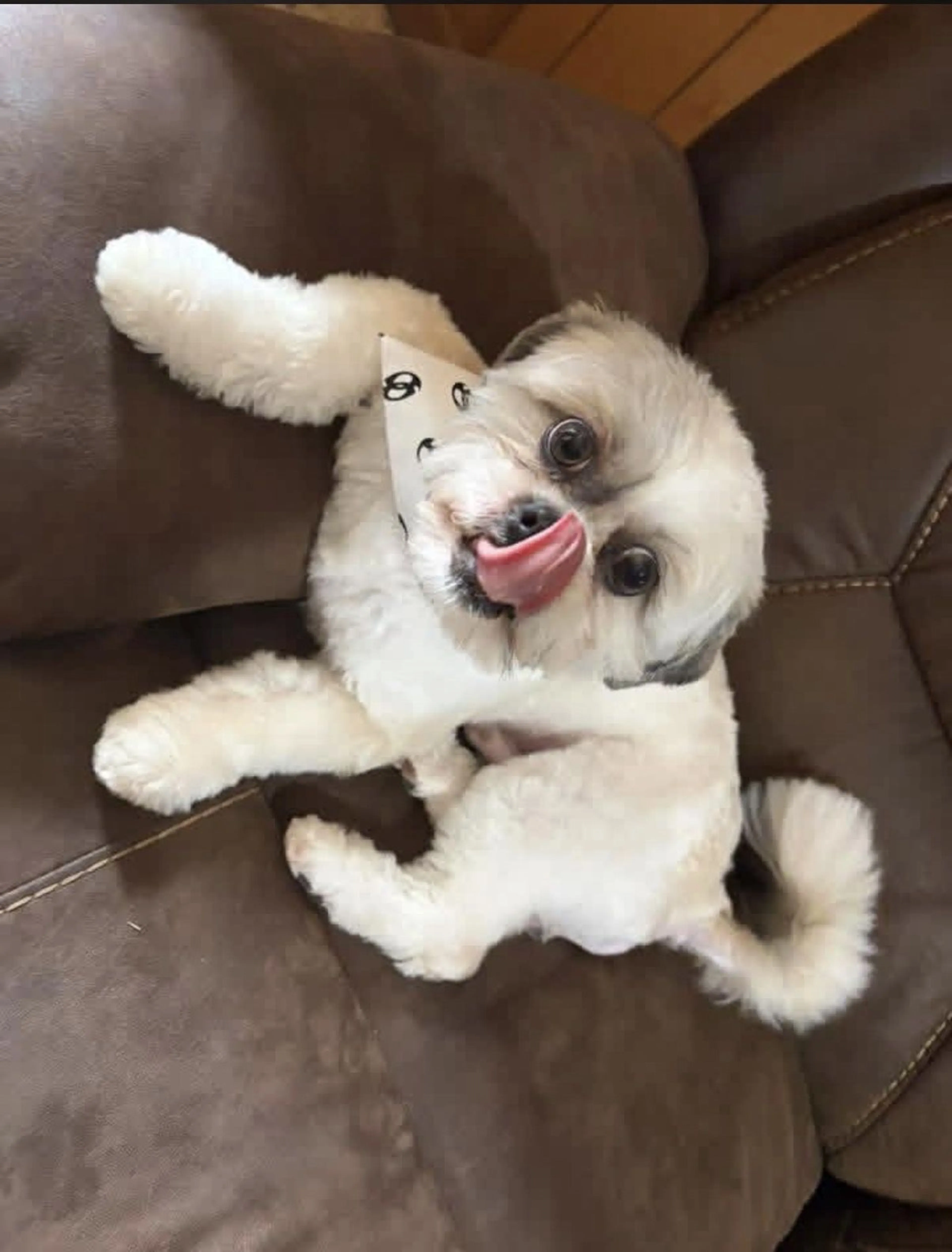 Lost pet-0