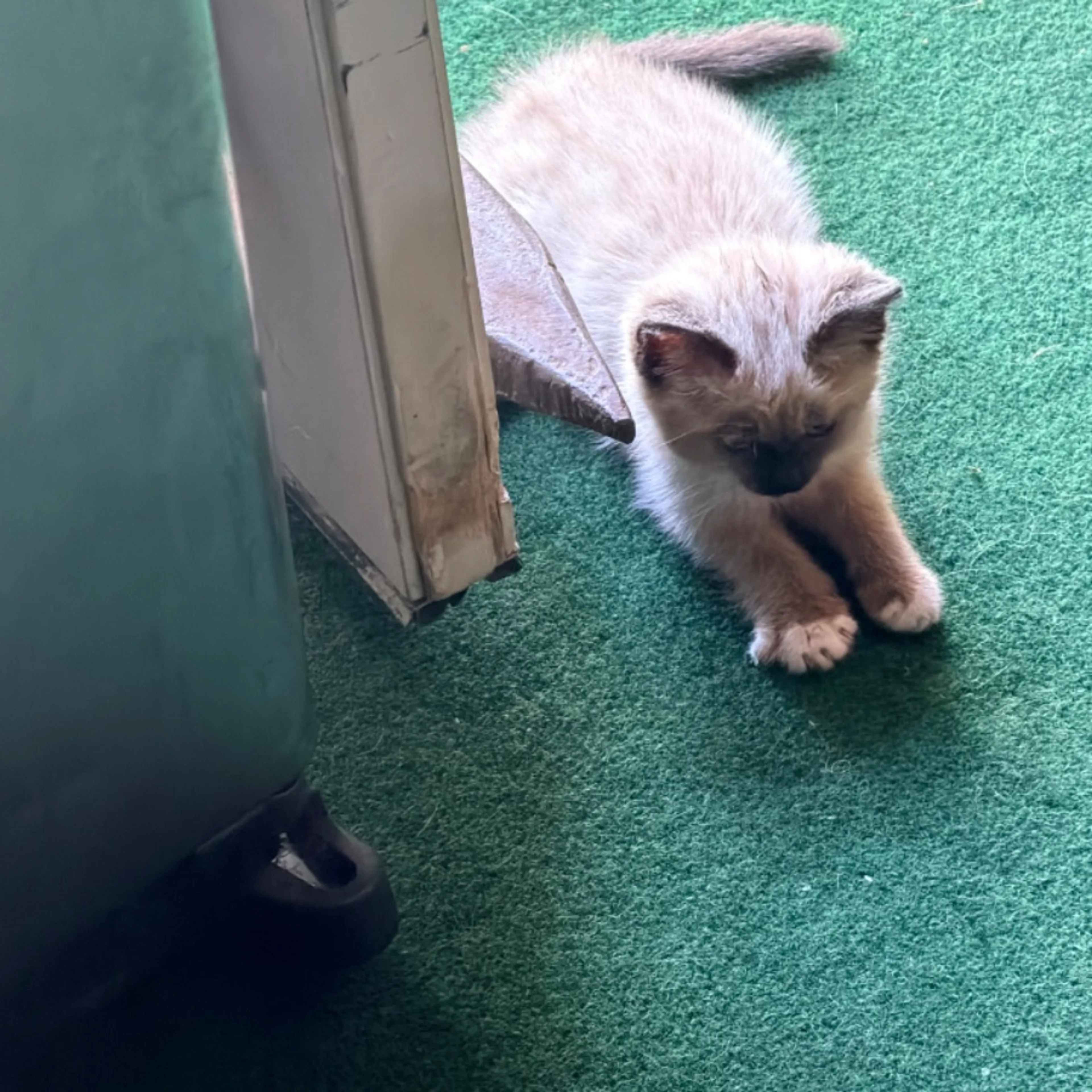 Lost pet