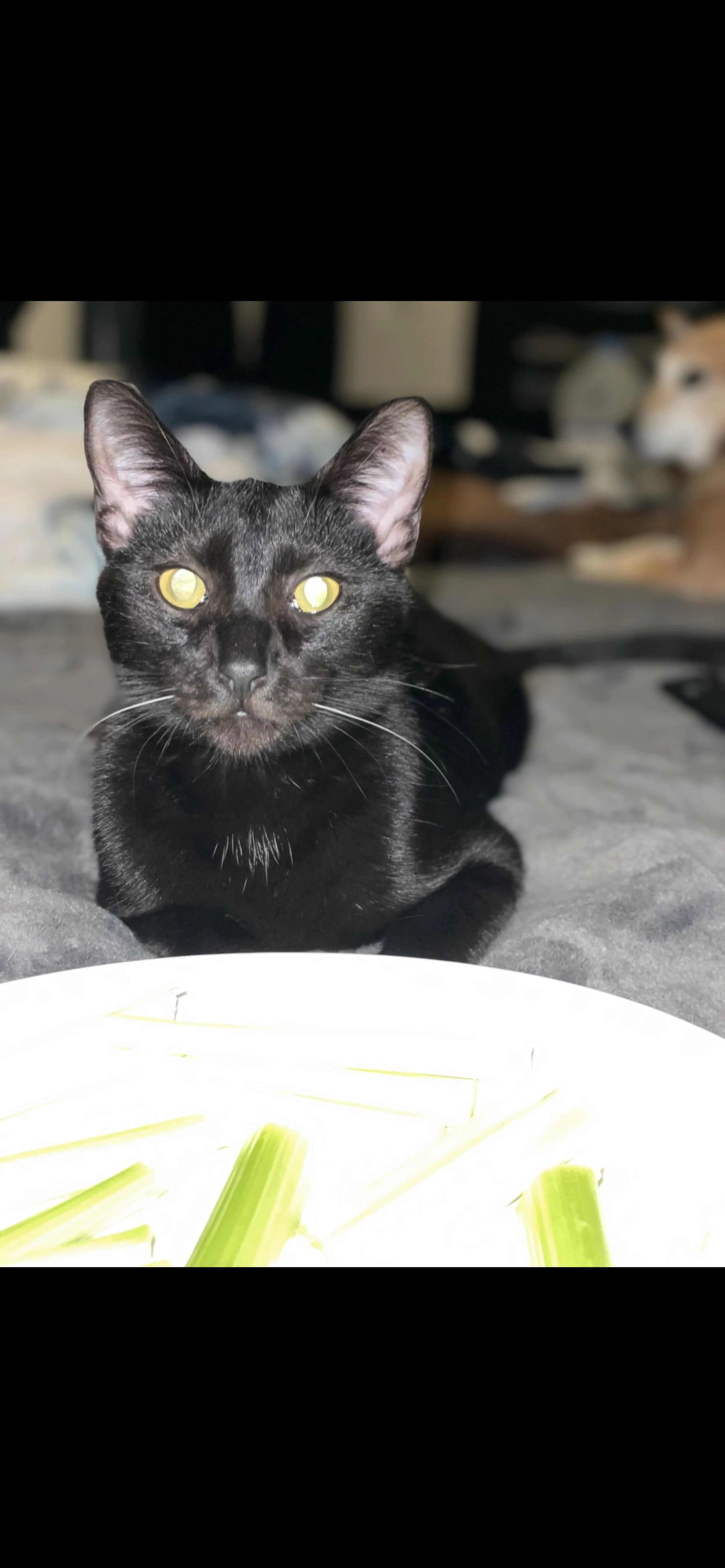 Lost pet-1