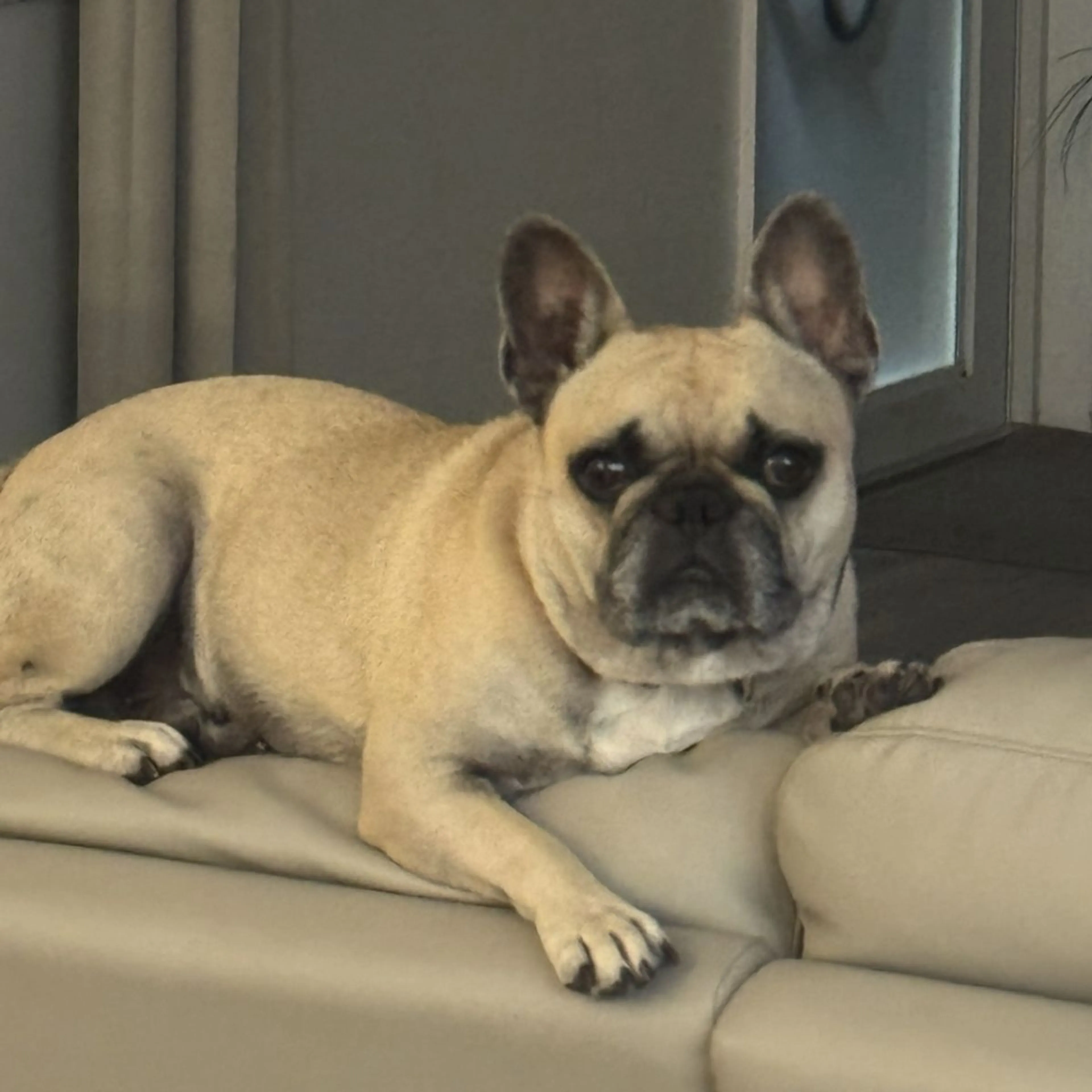 Lost pet