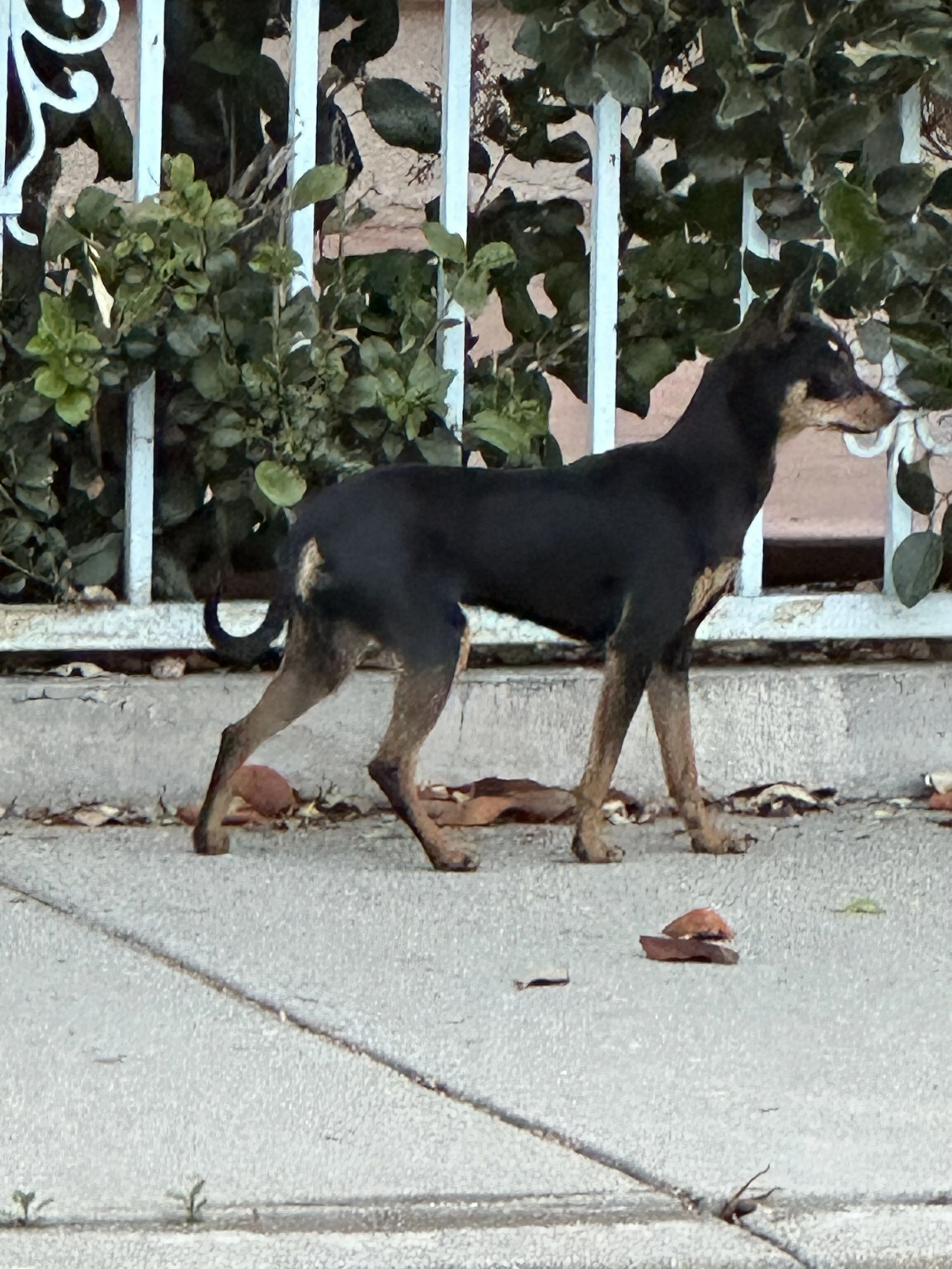 Lost pet-0