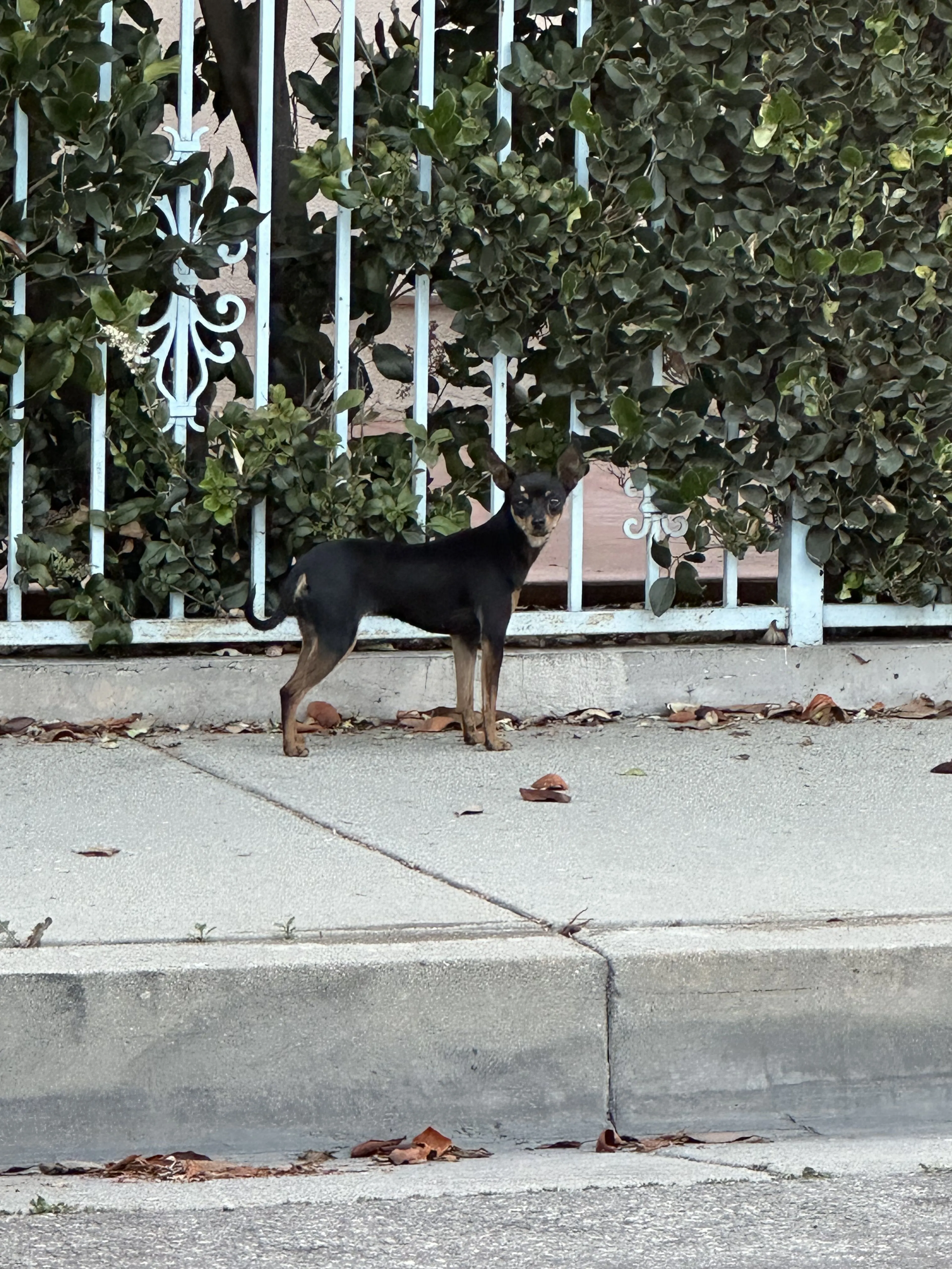 Lost pet-1