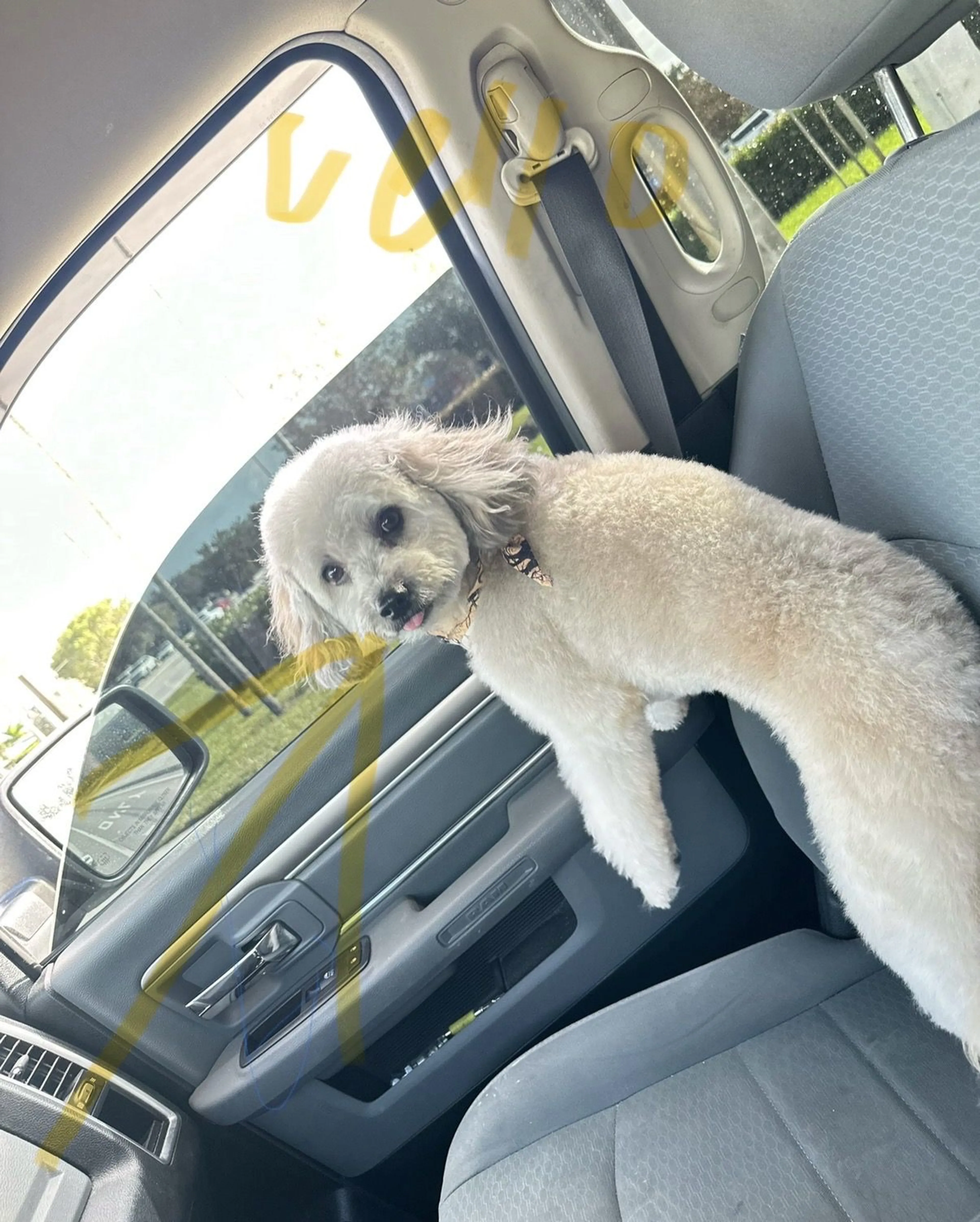 Lost pet-1
