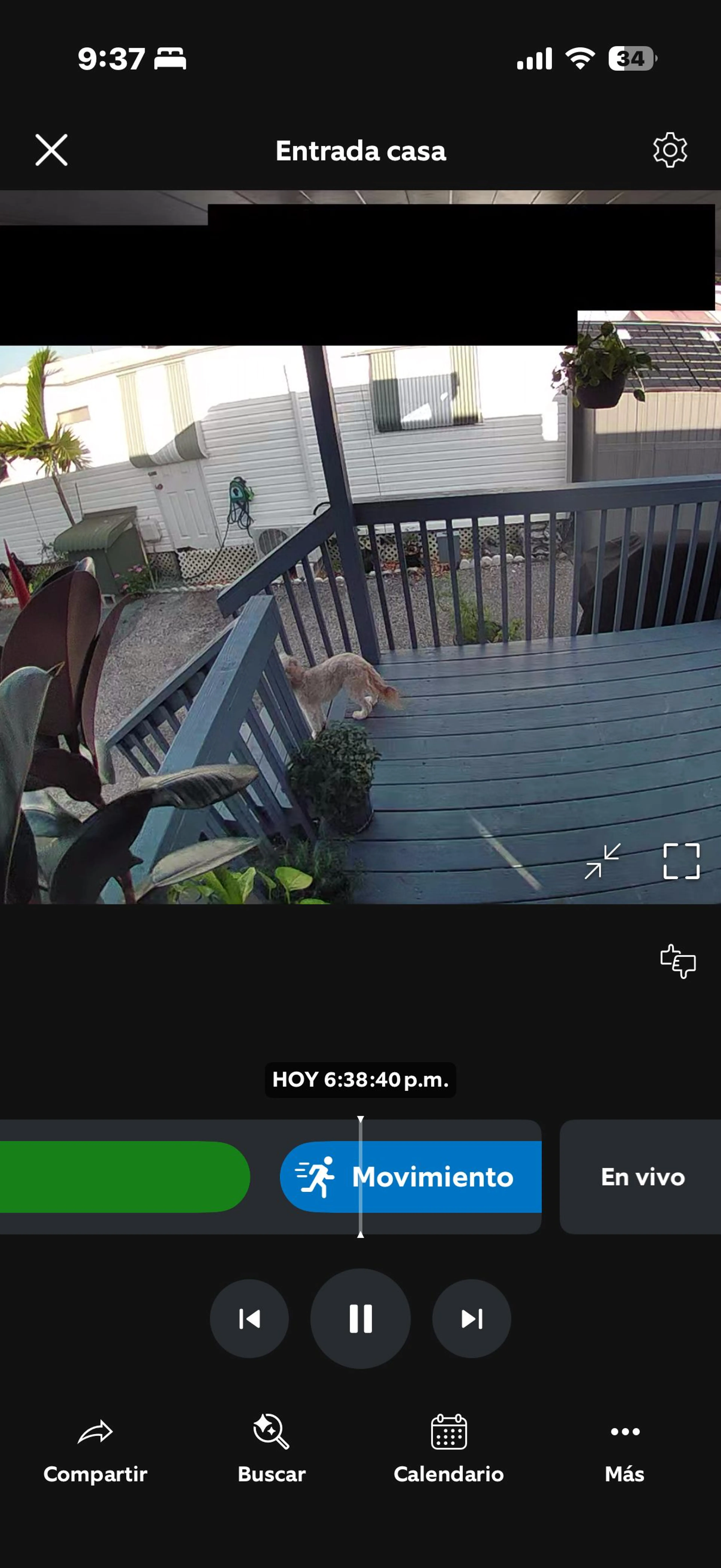 Lost pet-0