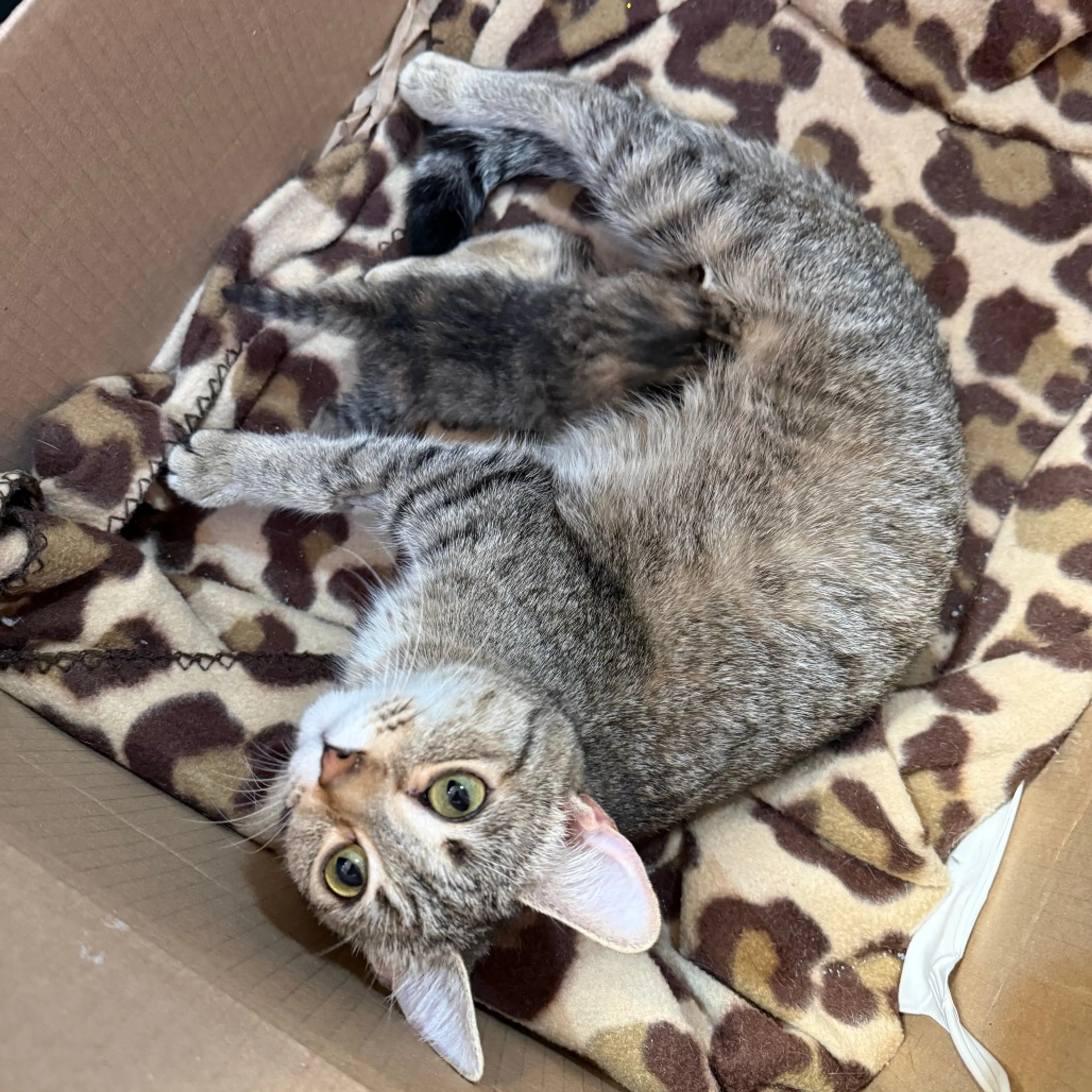 Found pet-1