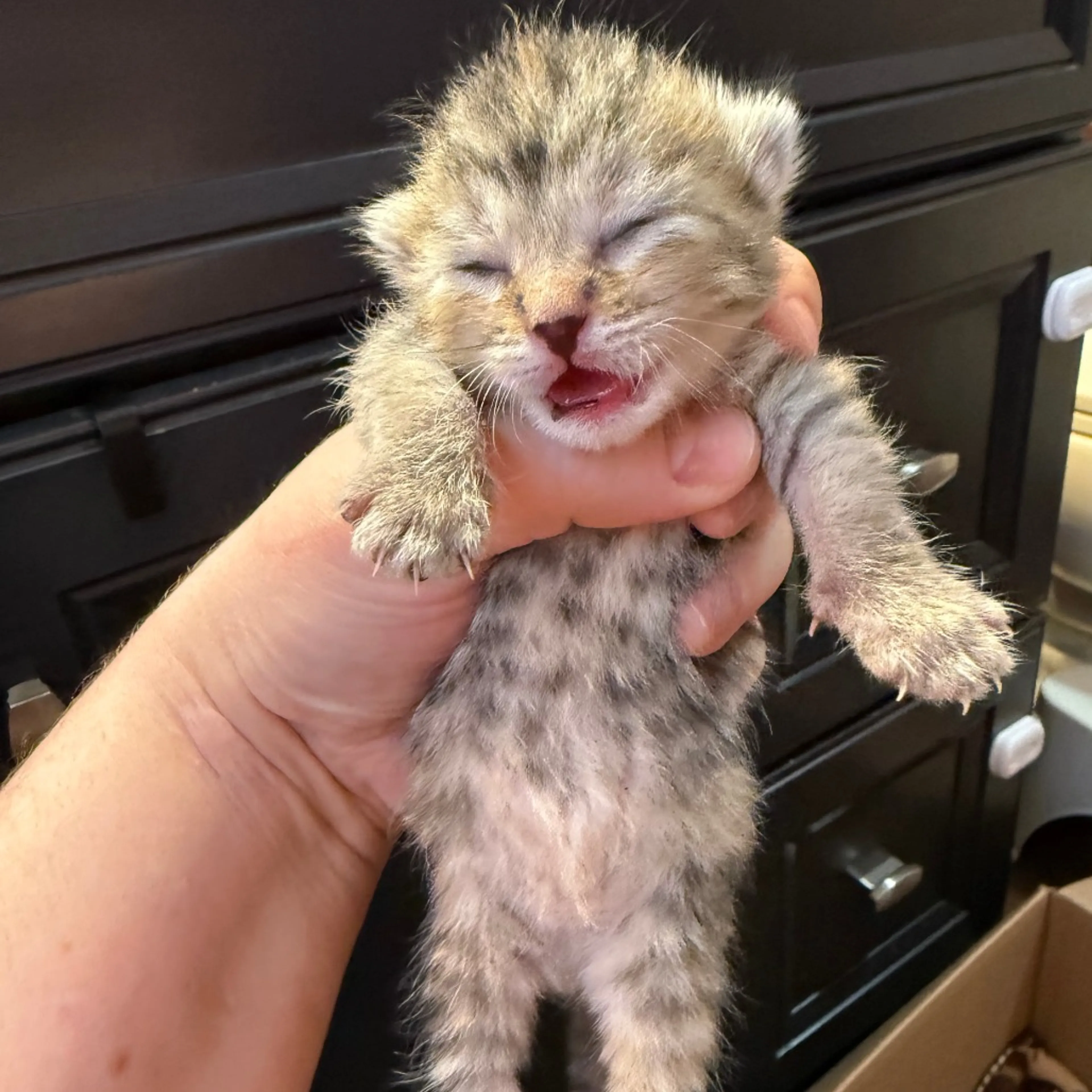 Found pet-1