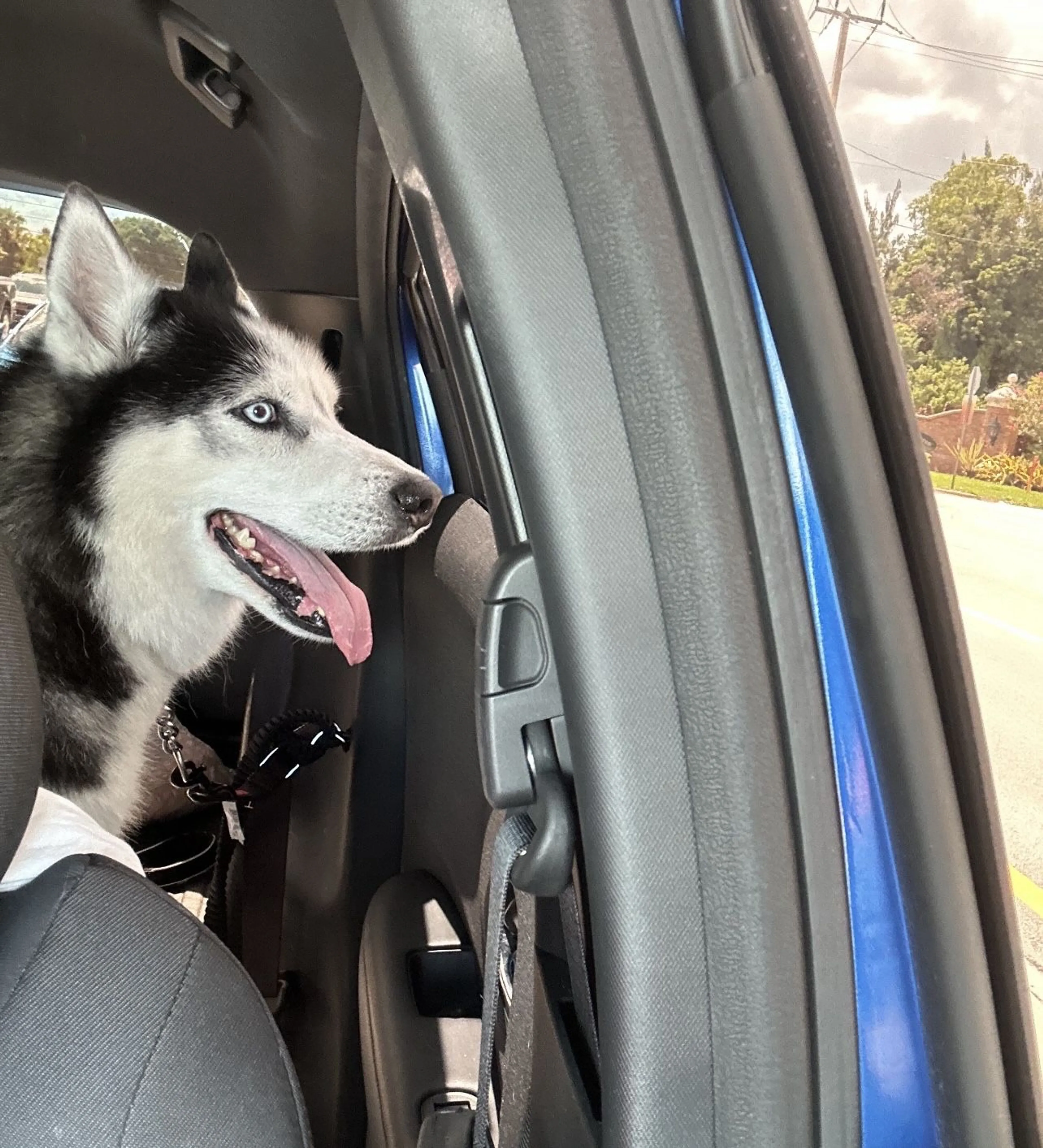 Lost pet-3