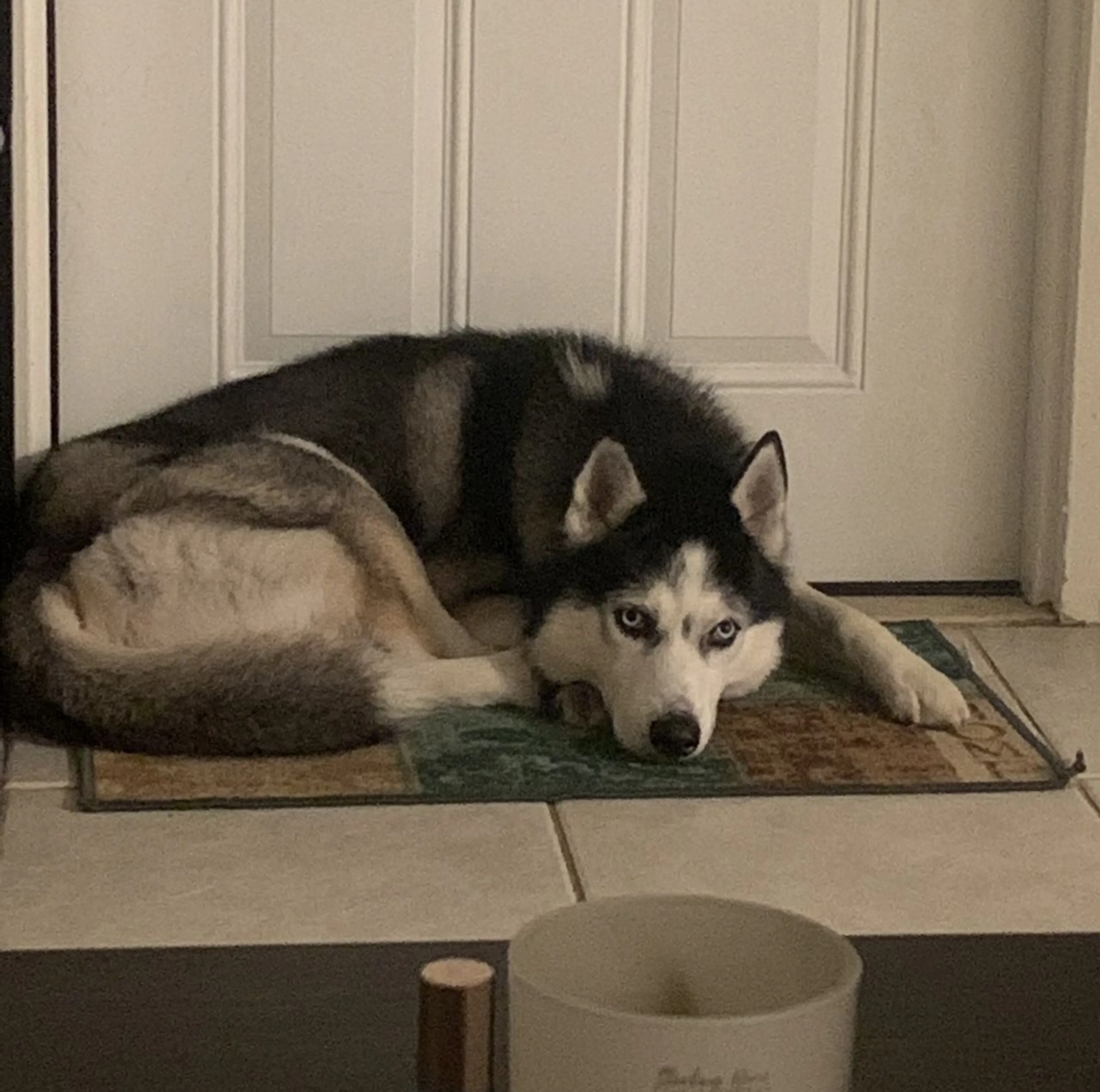 Lost pet-2