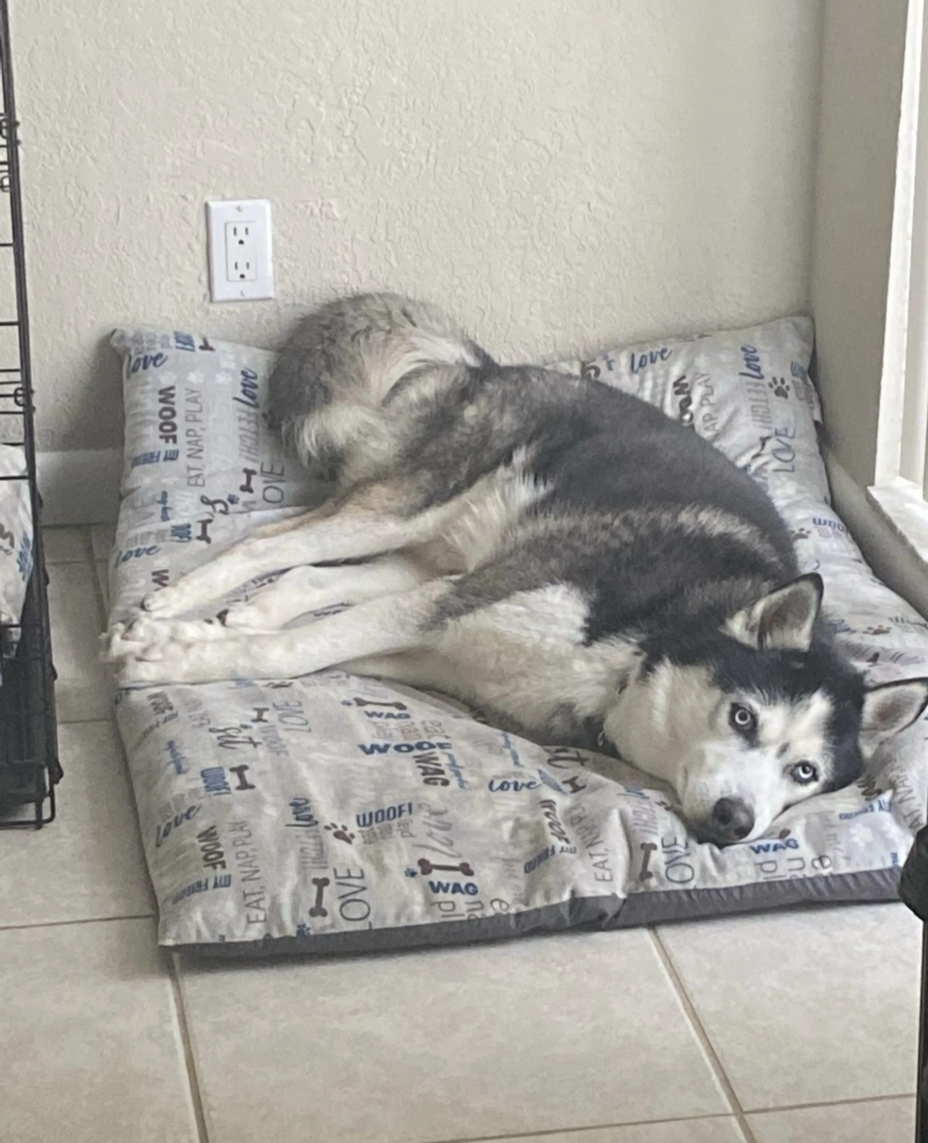 Lost pet-1