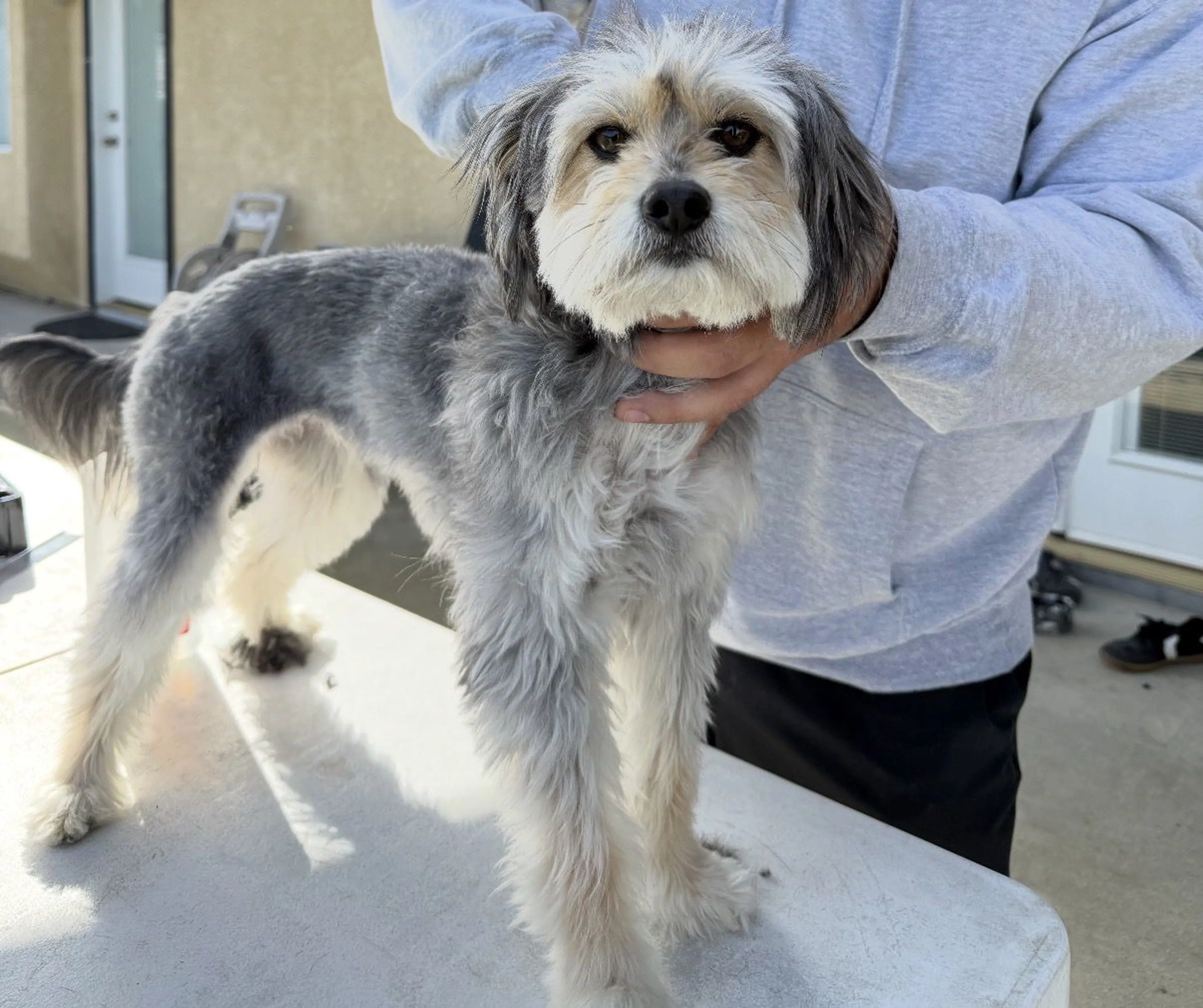 Lost pet